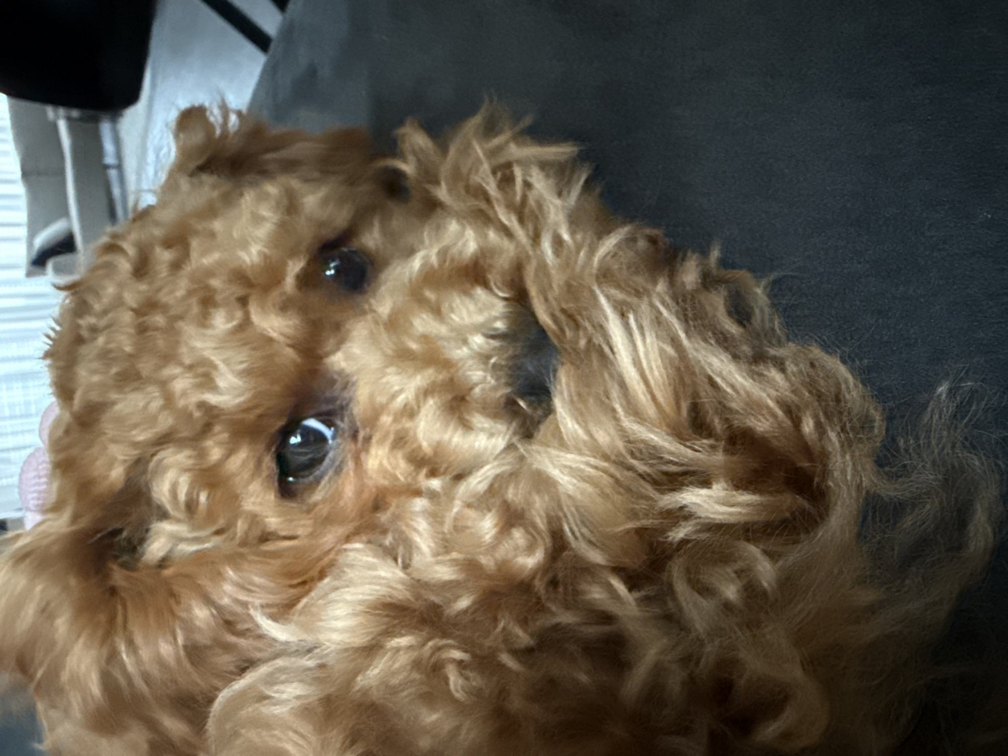 Dog with pink flower clip photographed resting indoors in Marum