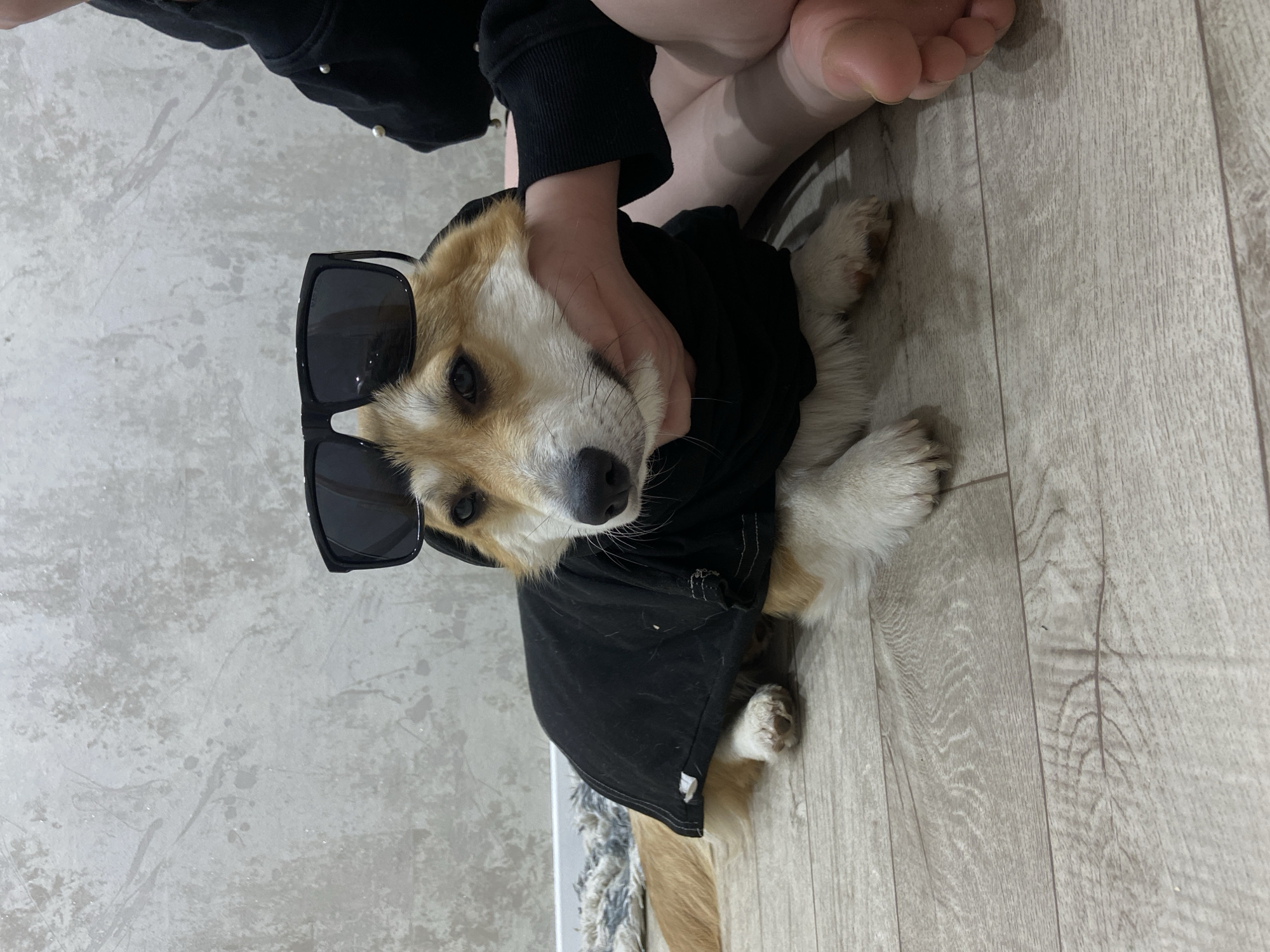 Owner dresses corgi in hoodie and sunglasses in Russia