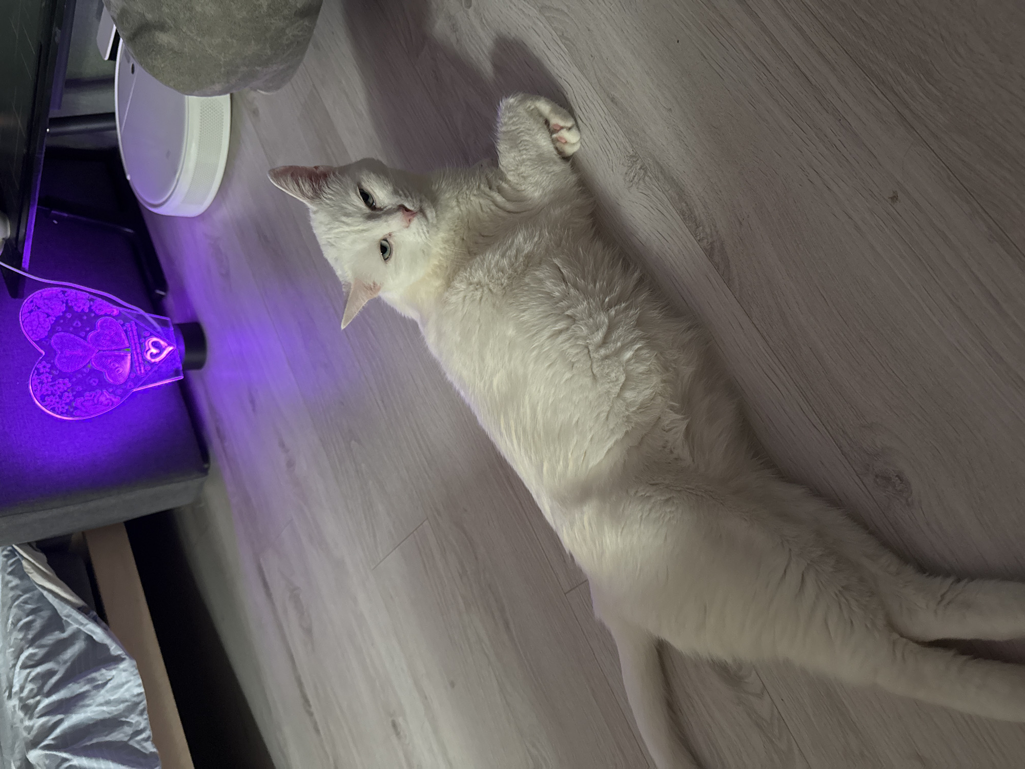 Cats and calm: a relaxed afternoon at home in Konakovo