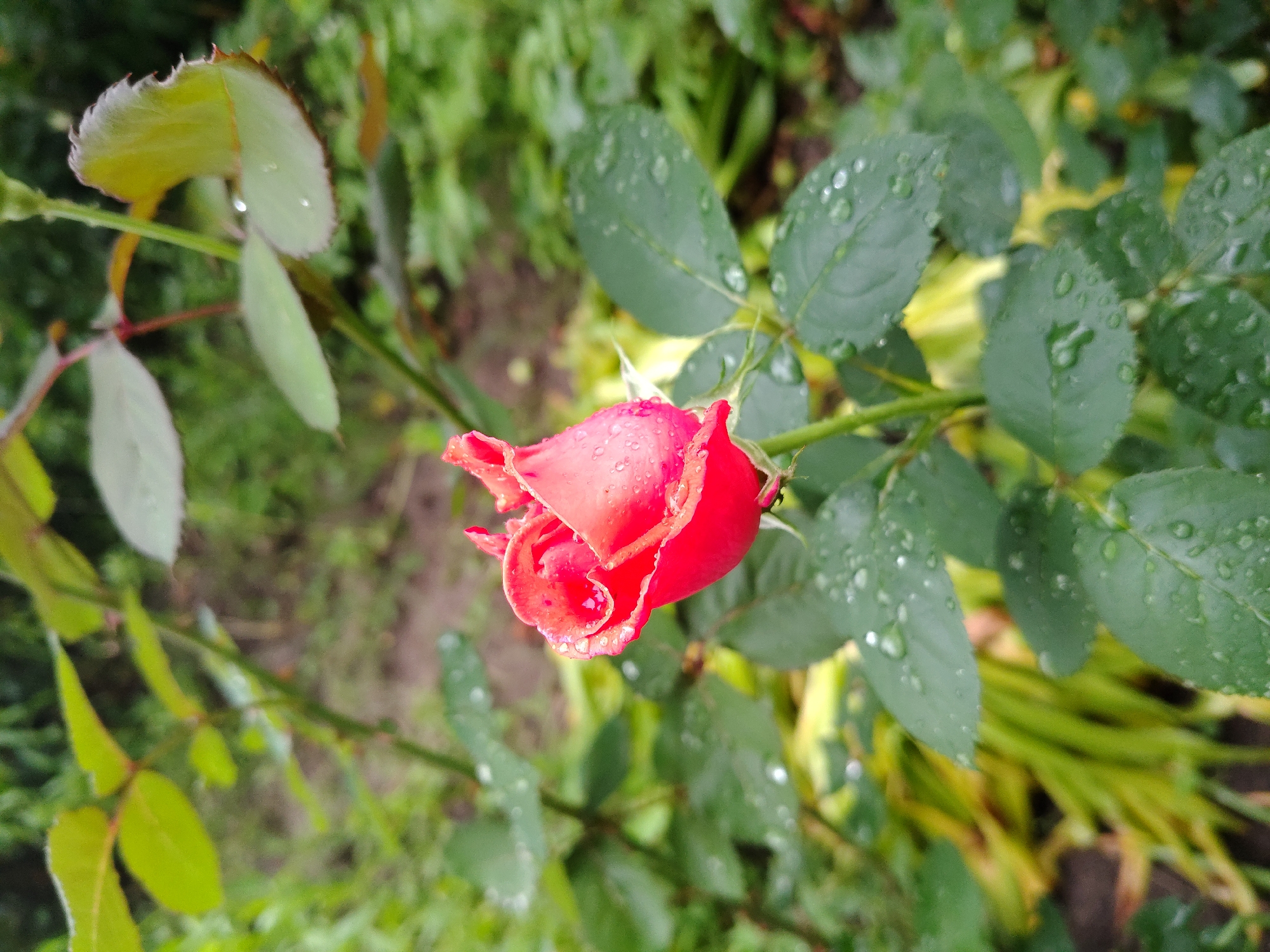 Rain-soaked garden in Pechera, Ukraine, full of blooms