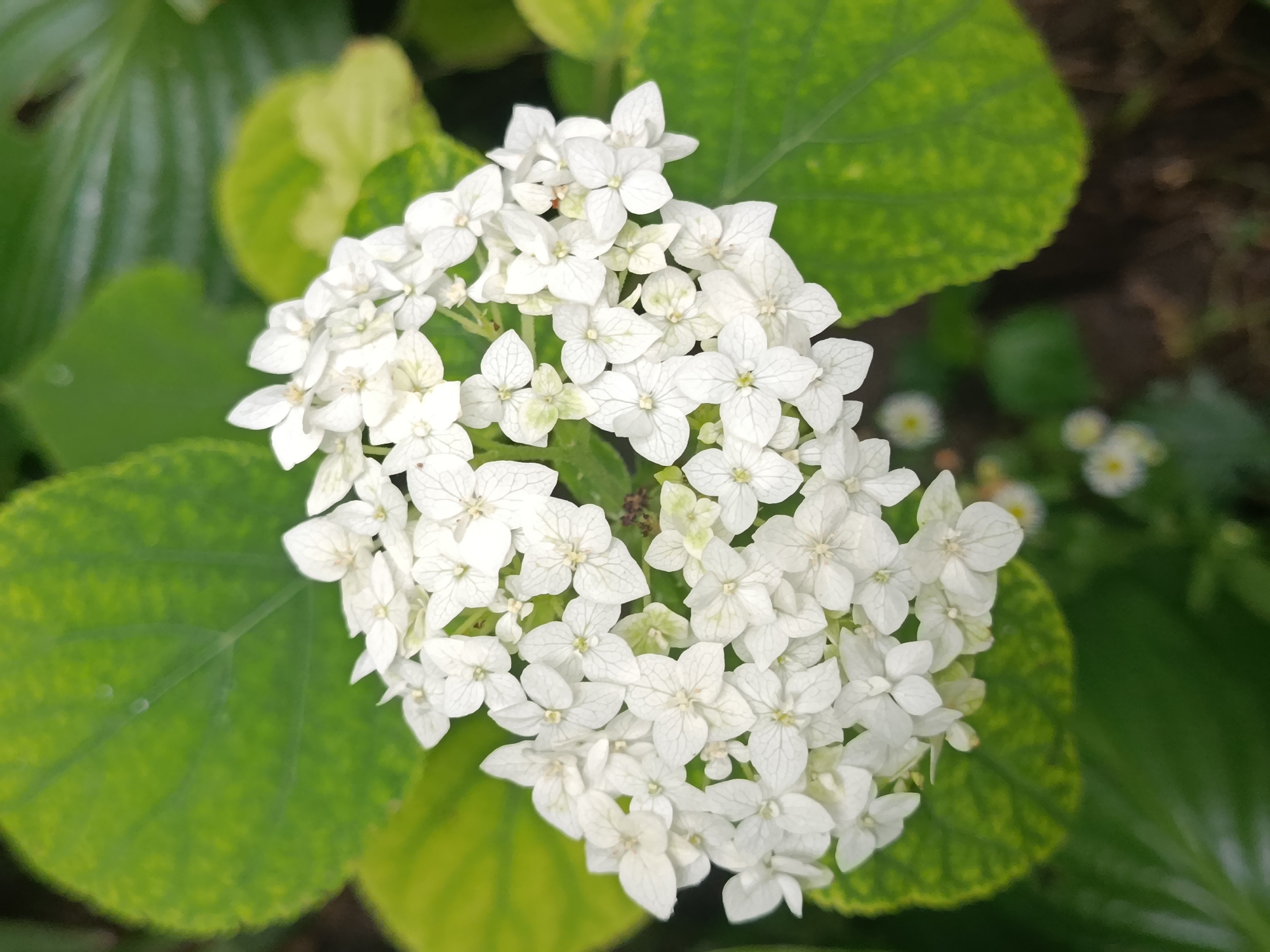 Close-up flower photography in a Chișinău garden