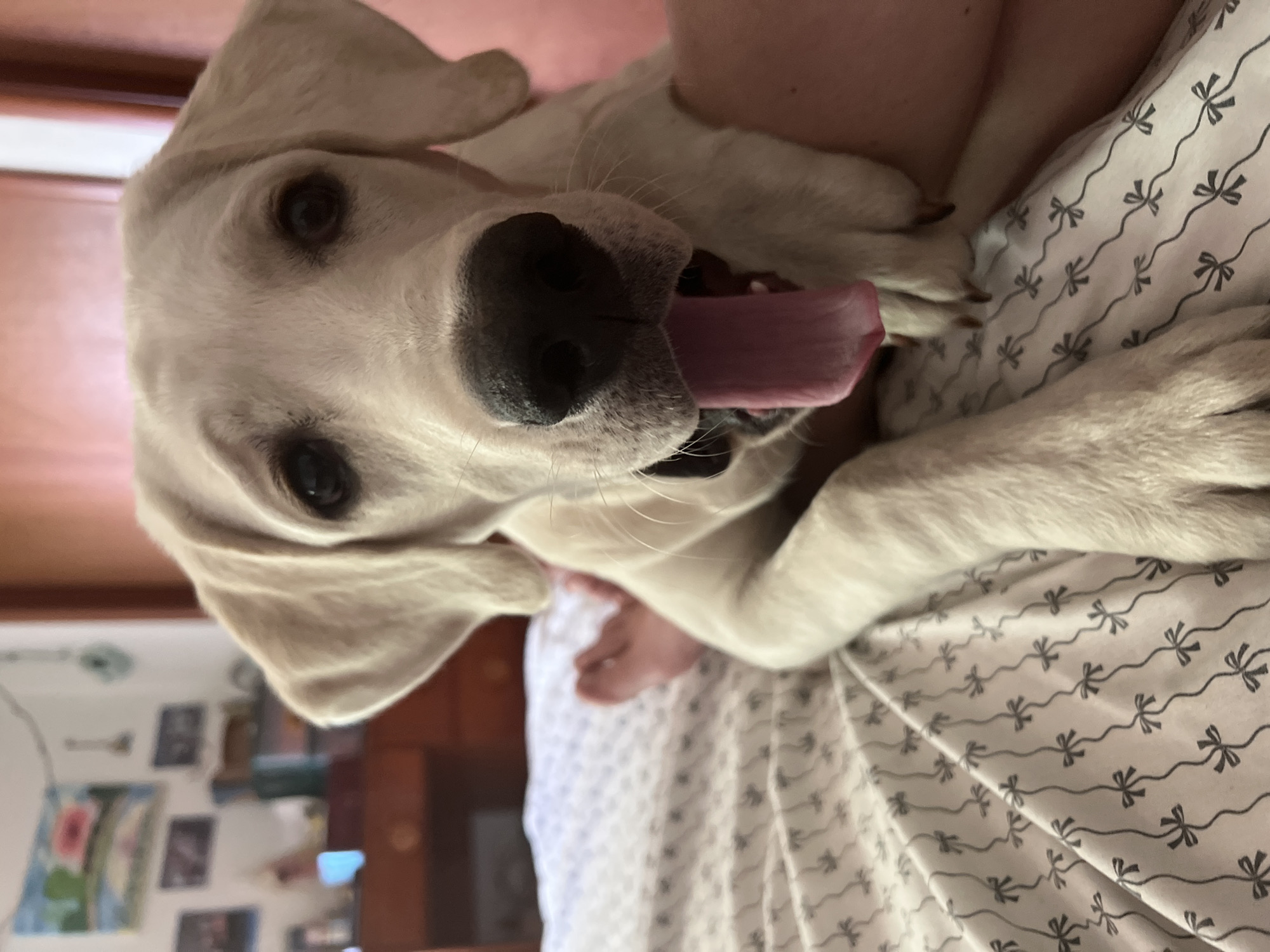 White dog lounging on a bow-print comforter in Revelstoke