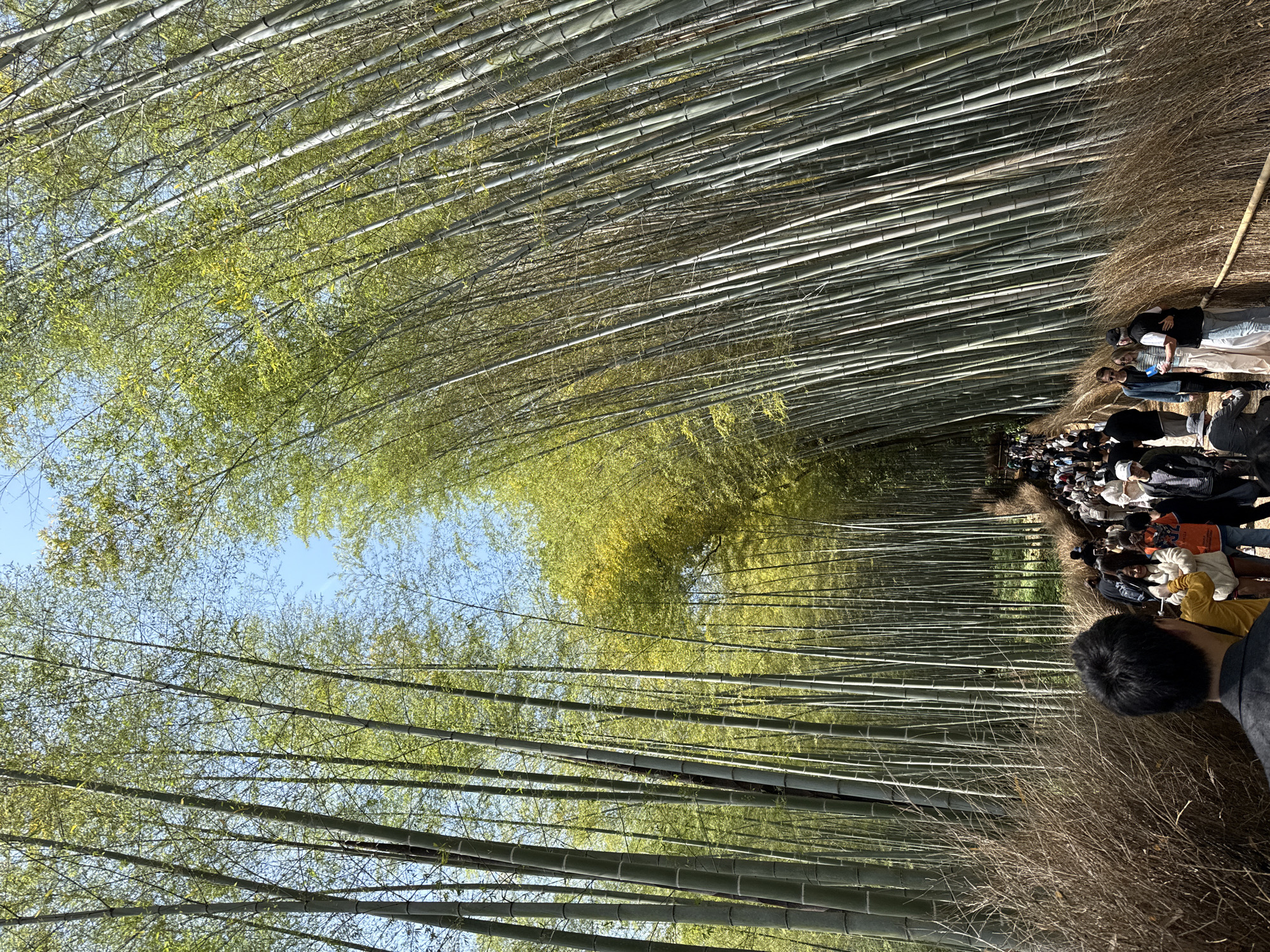 Night visitor documents Arashiyama bamboo forest in Kyoto