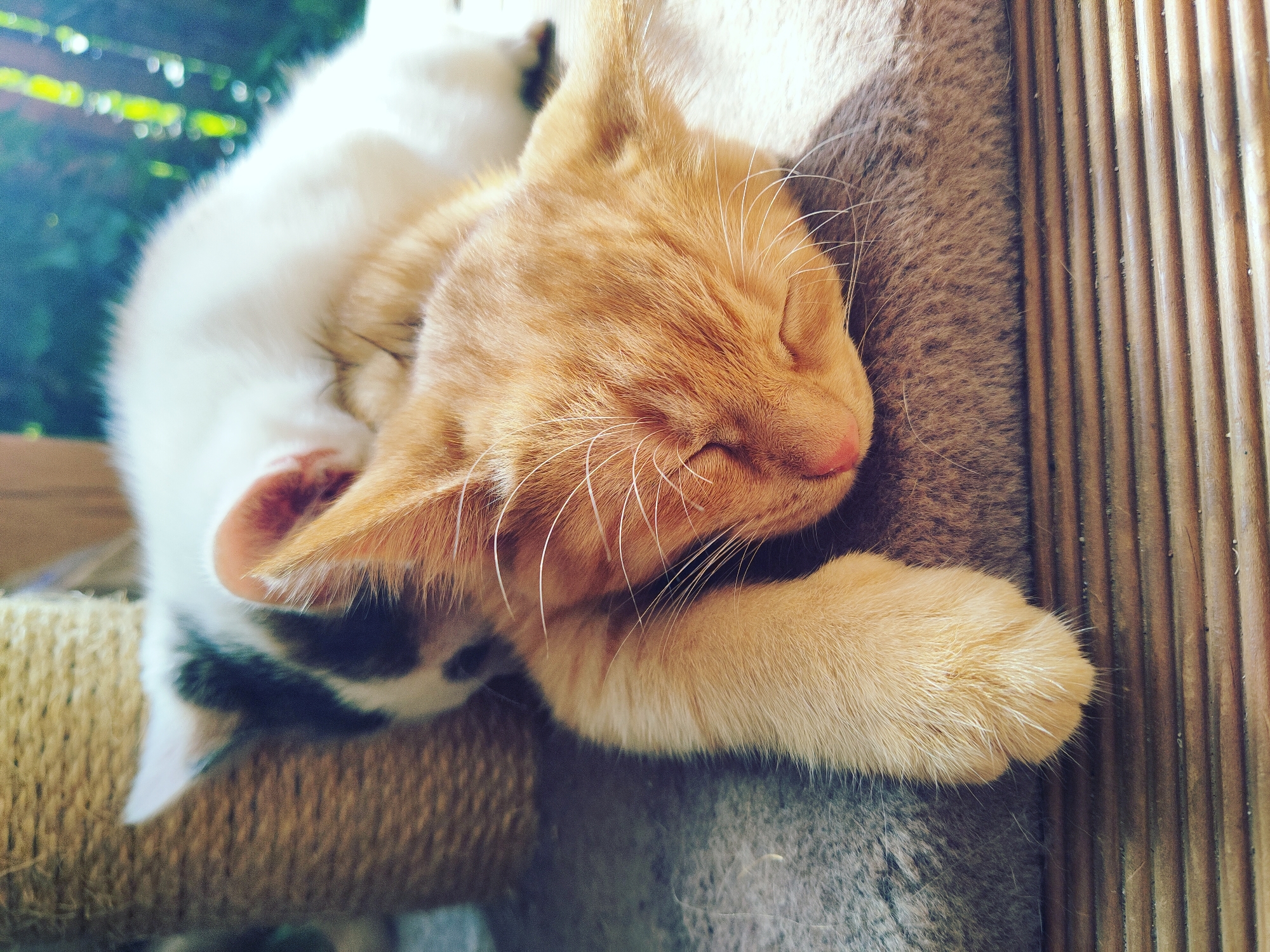 Kittens napping and lounging in Vilnius