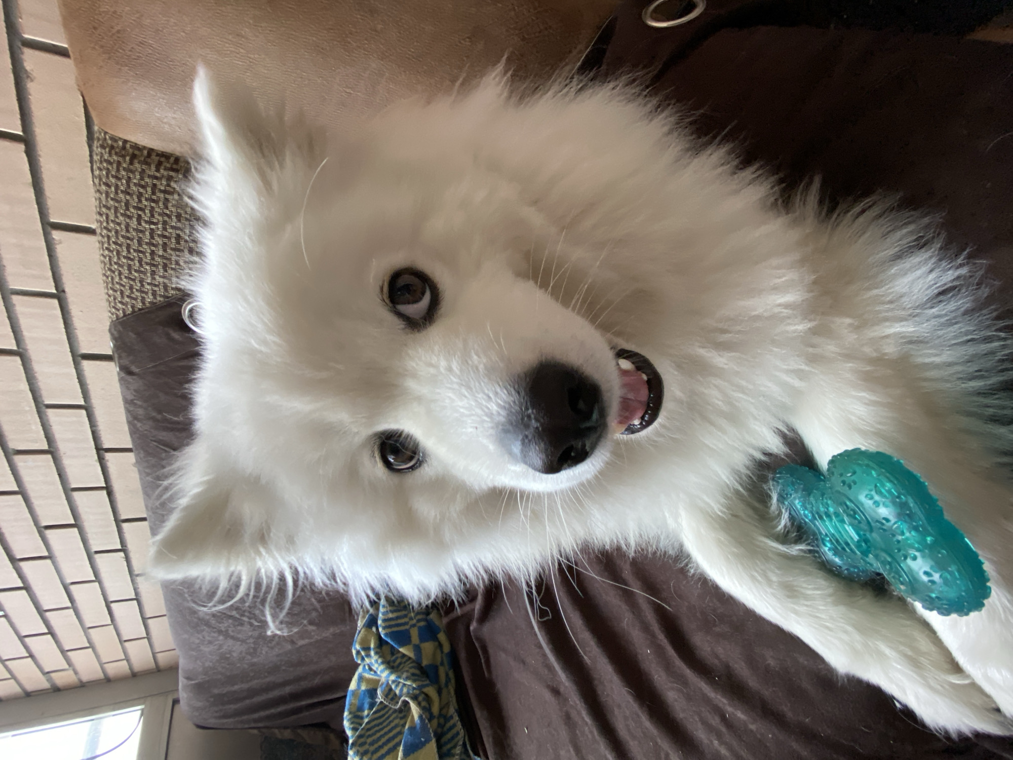 Samoyed chills at home, Khabarovsk apartment building nearby