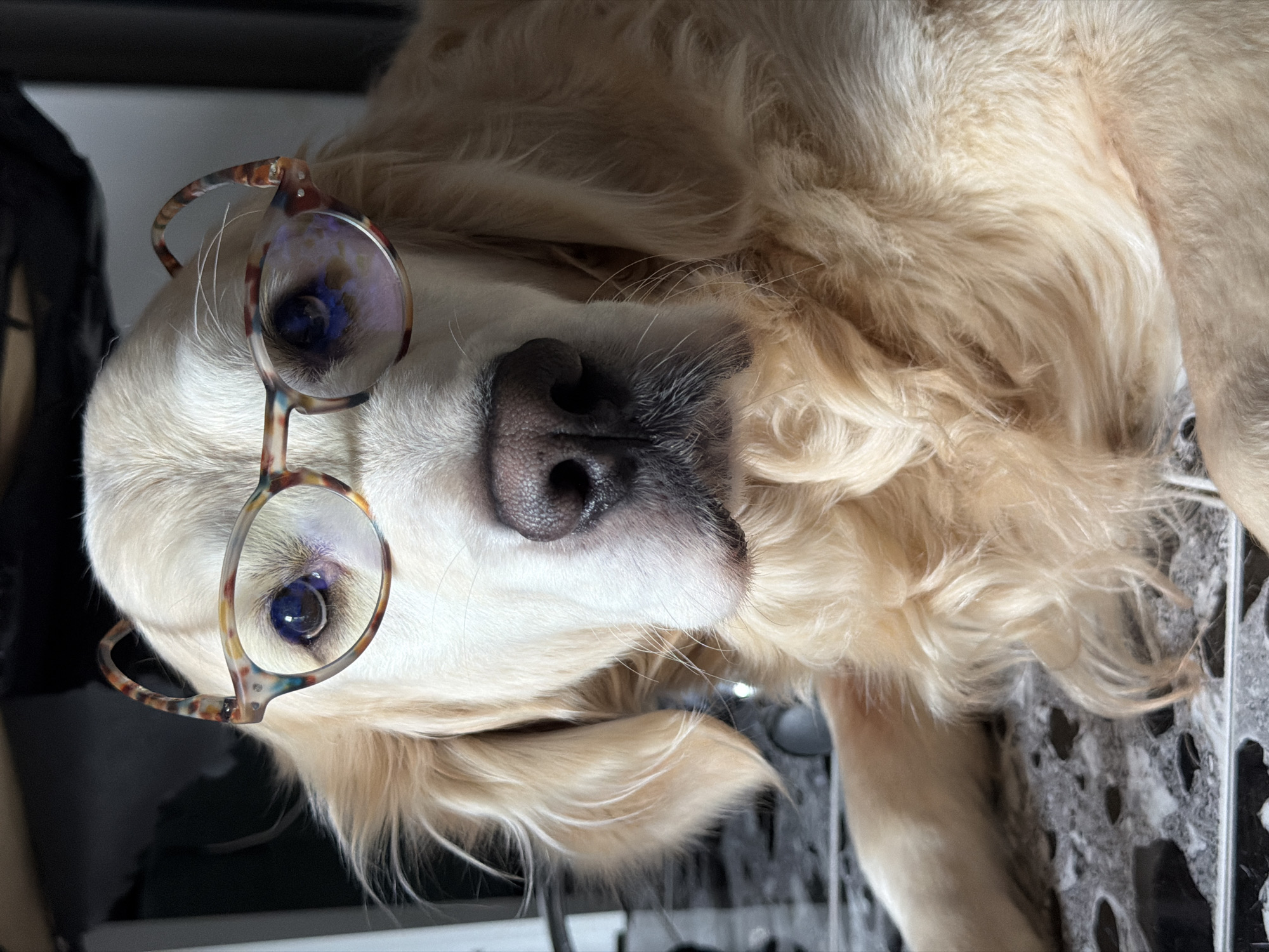 Golden Retriever in glasses photographed on Tbilisi balcony