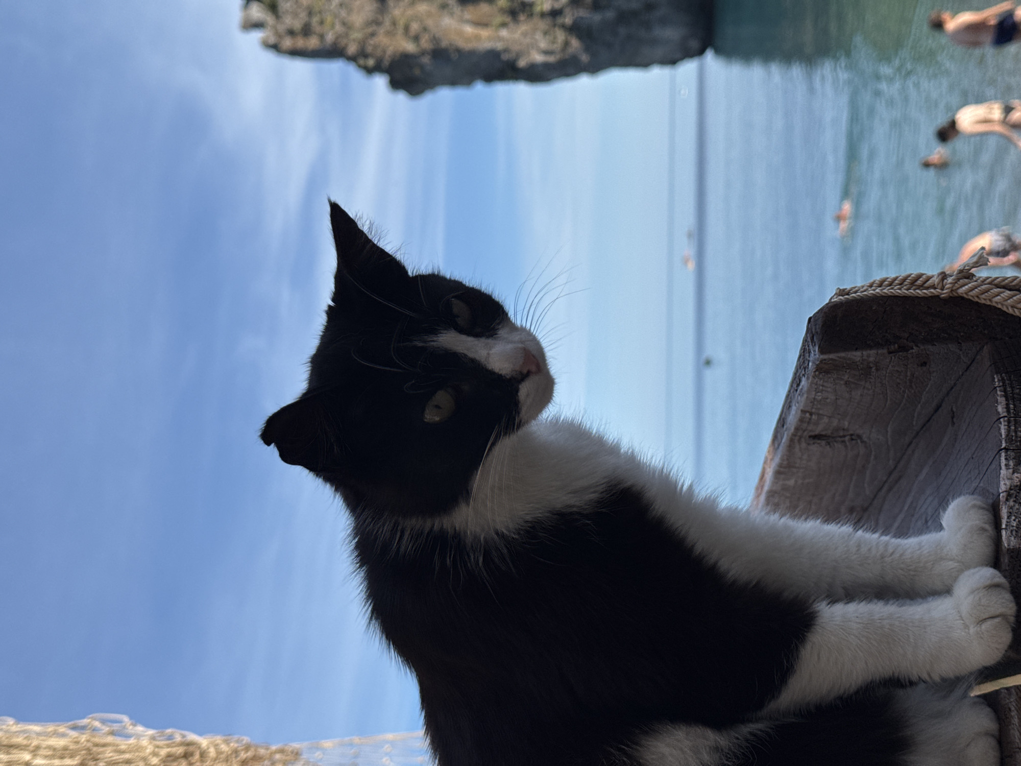 Black and white cat on a coastal railing, Simeiz