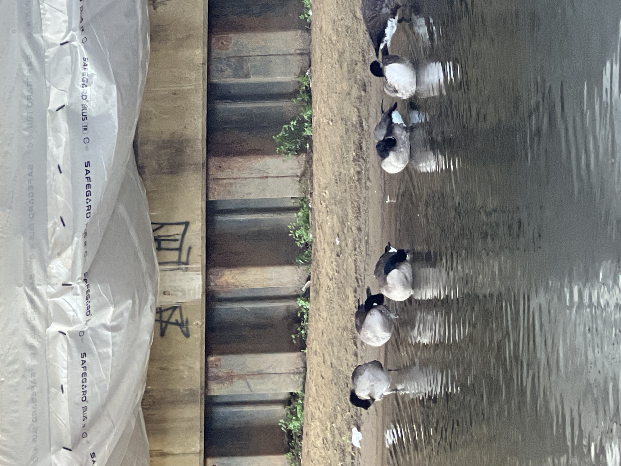 Geese, church towers, and a closed footpath in Guildford