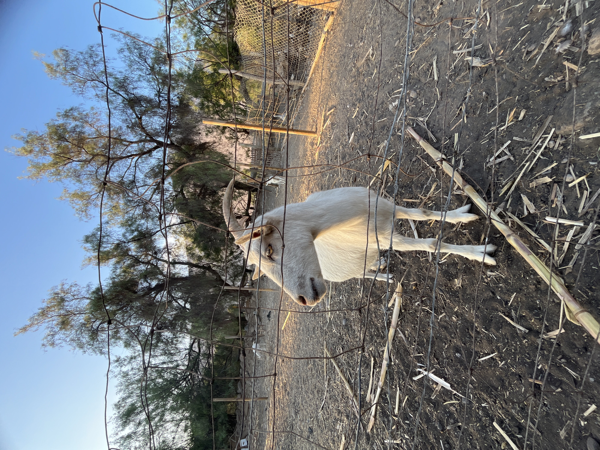 Farm animals and agriculture documented in Arica Chile