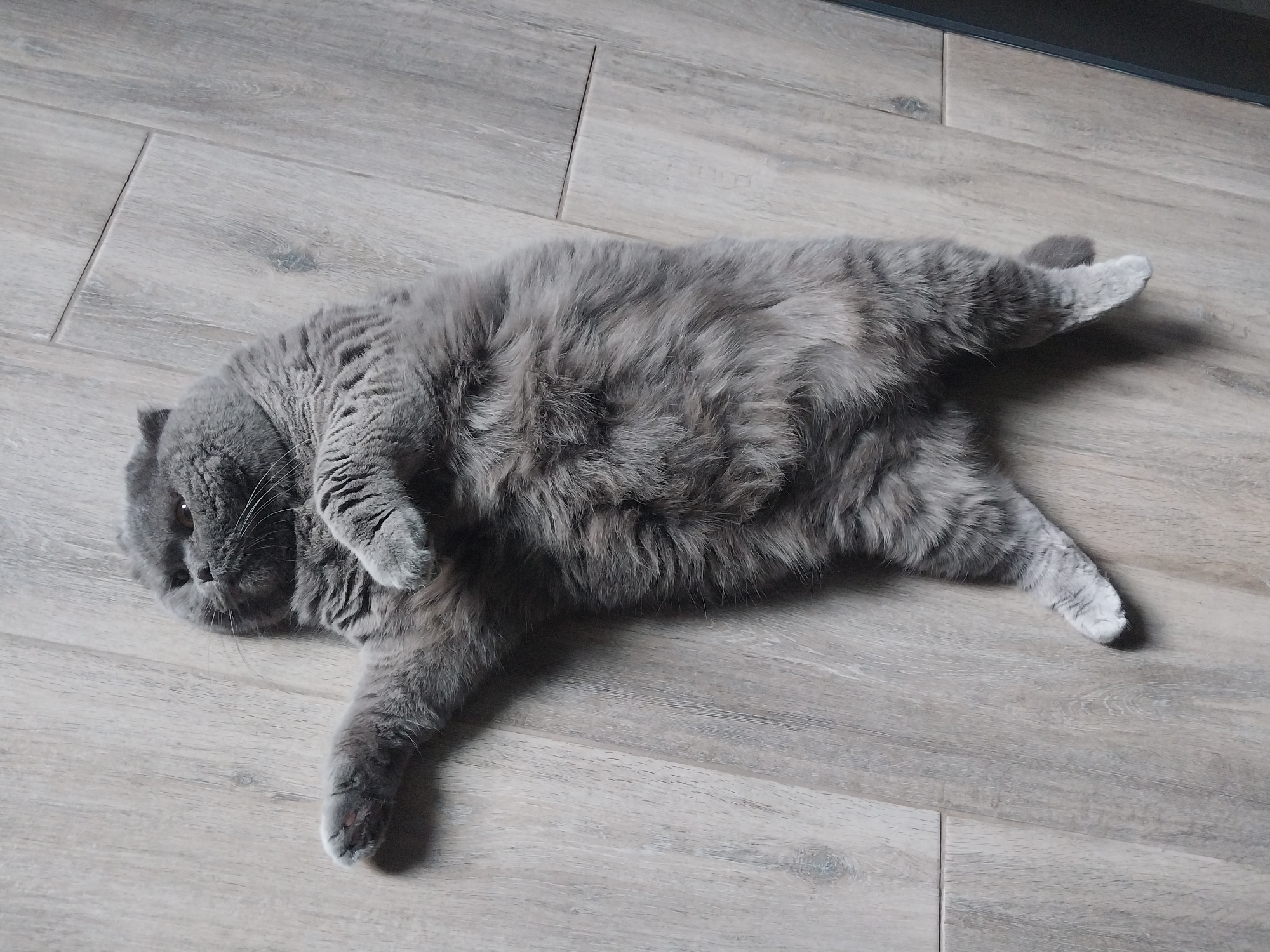 Grey cat fully relaxed on a wooden floor in Dnipro