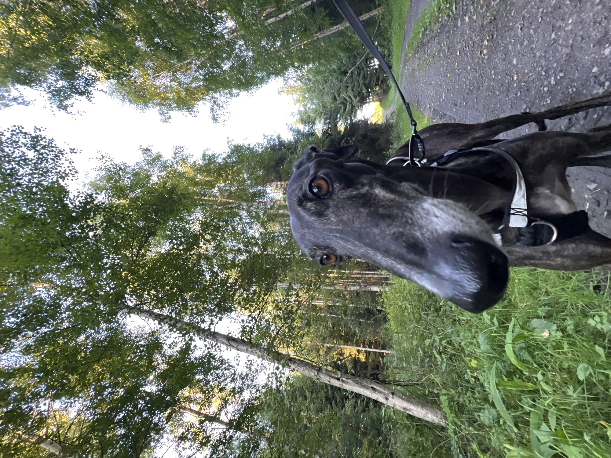 Afternoon walk with two dogs through Finnish summer trails