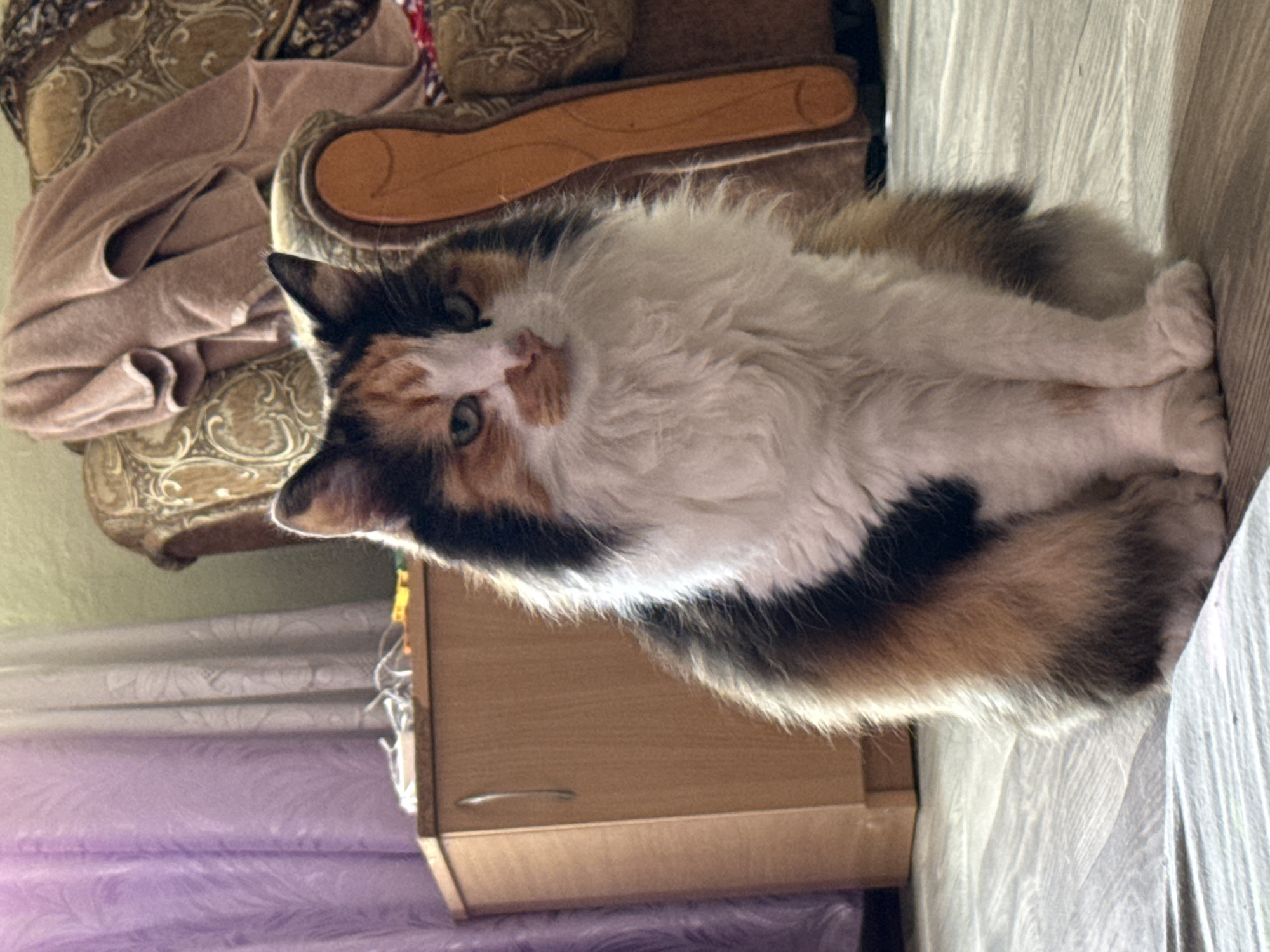 Calico cat and Husky hanging out at home