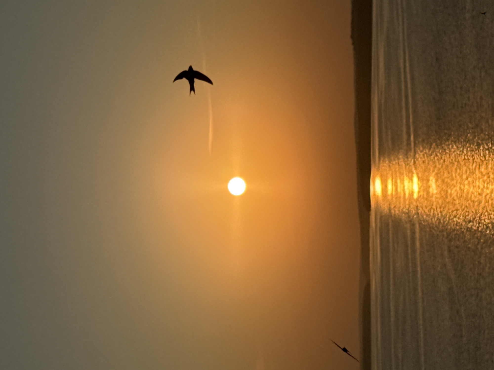 Birds in silhouette at golden sunset over Votkinsk waterway