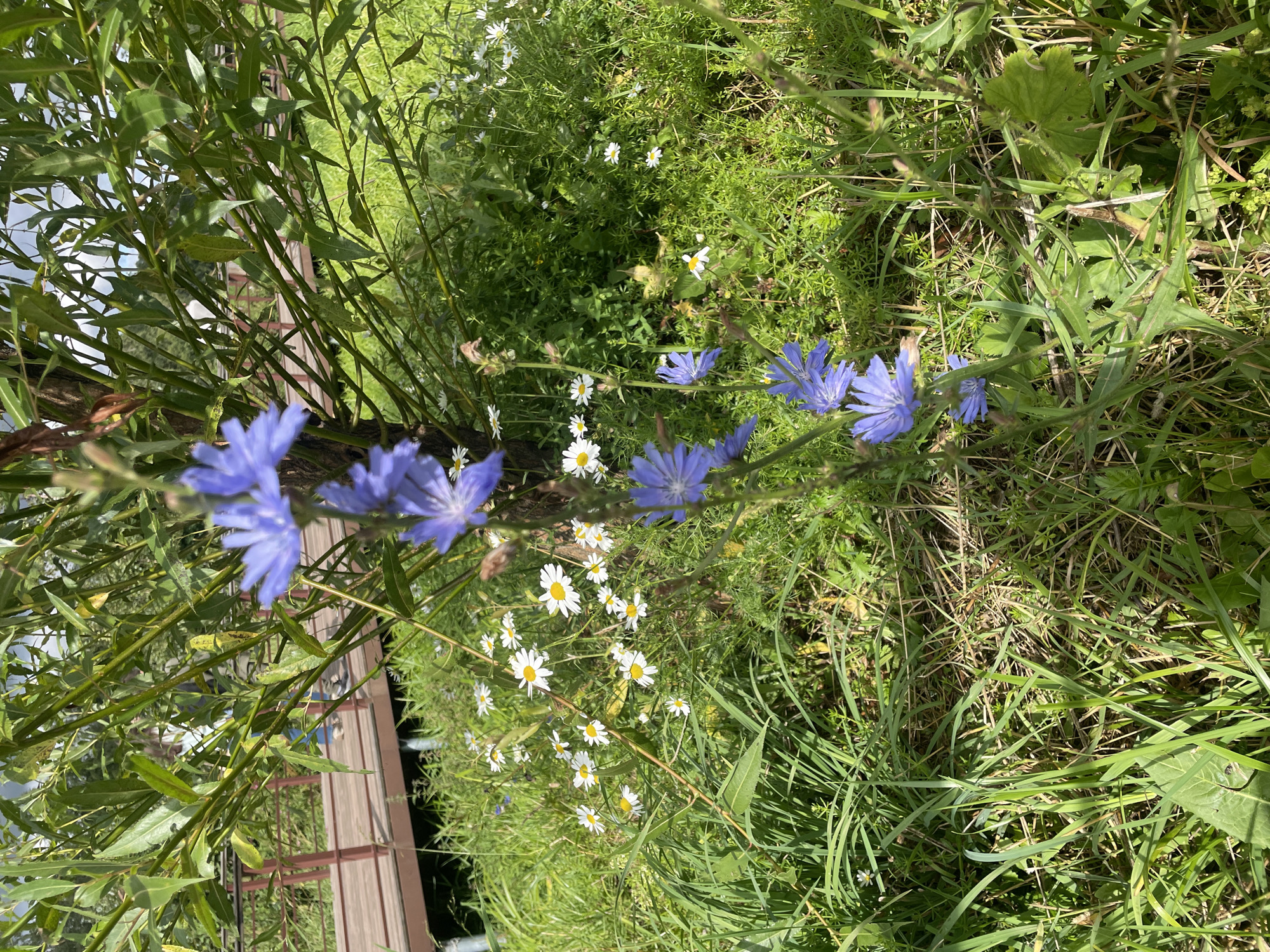 Snails, sparrows, and wildflowers in a Saint Petersburg park