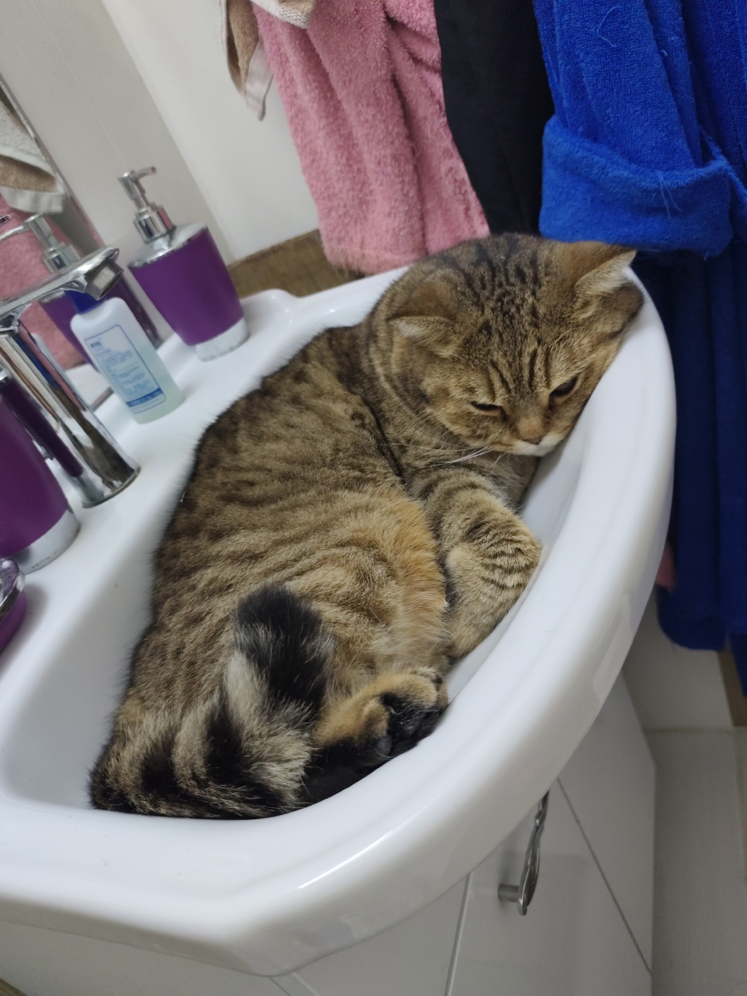 Tabby cat's evening routine across a Russian apartment