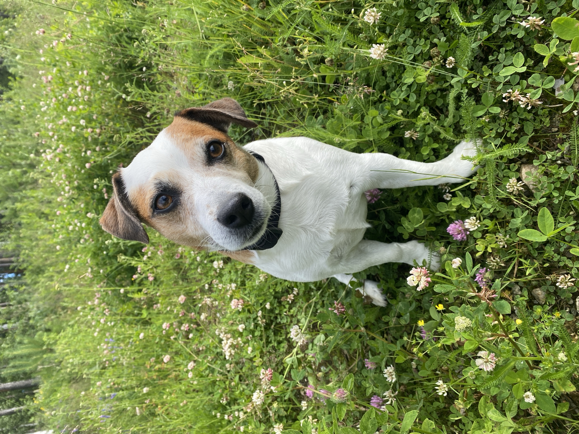Jack Russell Terrier explores Yekaterinburg fields near an open-pit mine
