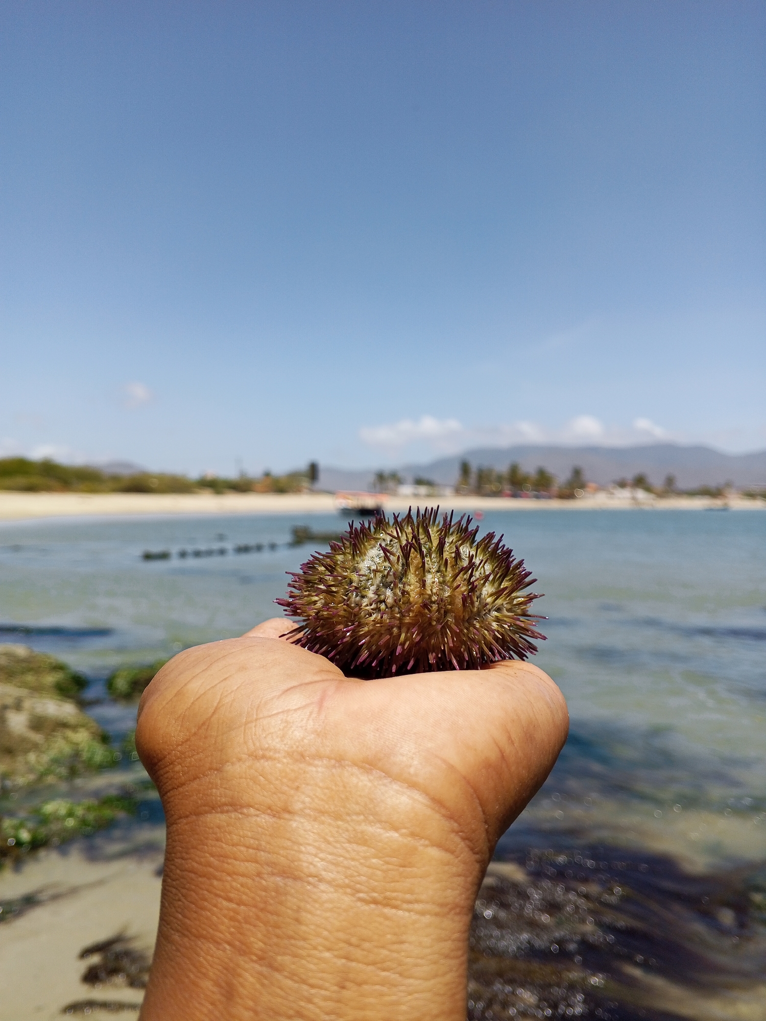 Family explores marine life during beach outing