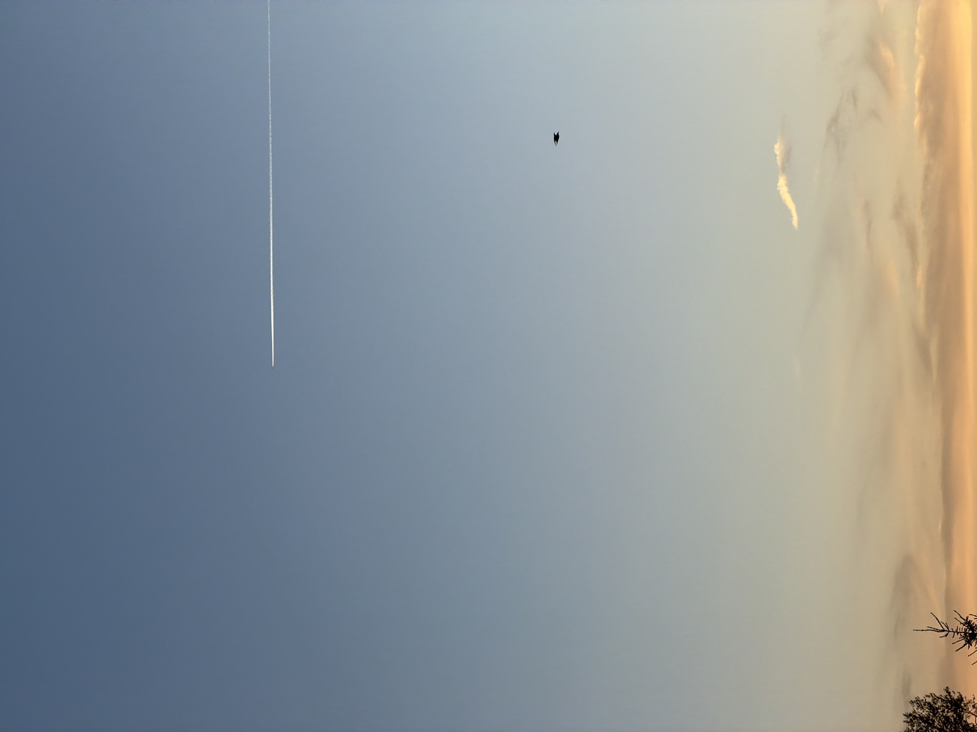 Evening sky observed over Riga with contrail, bird