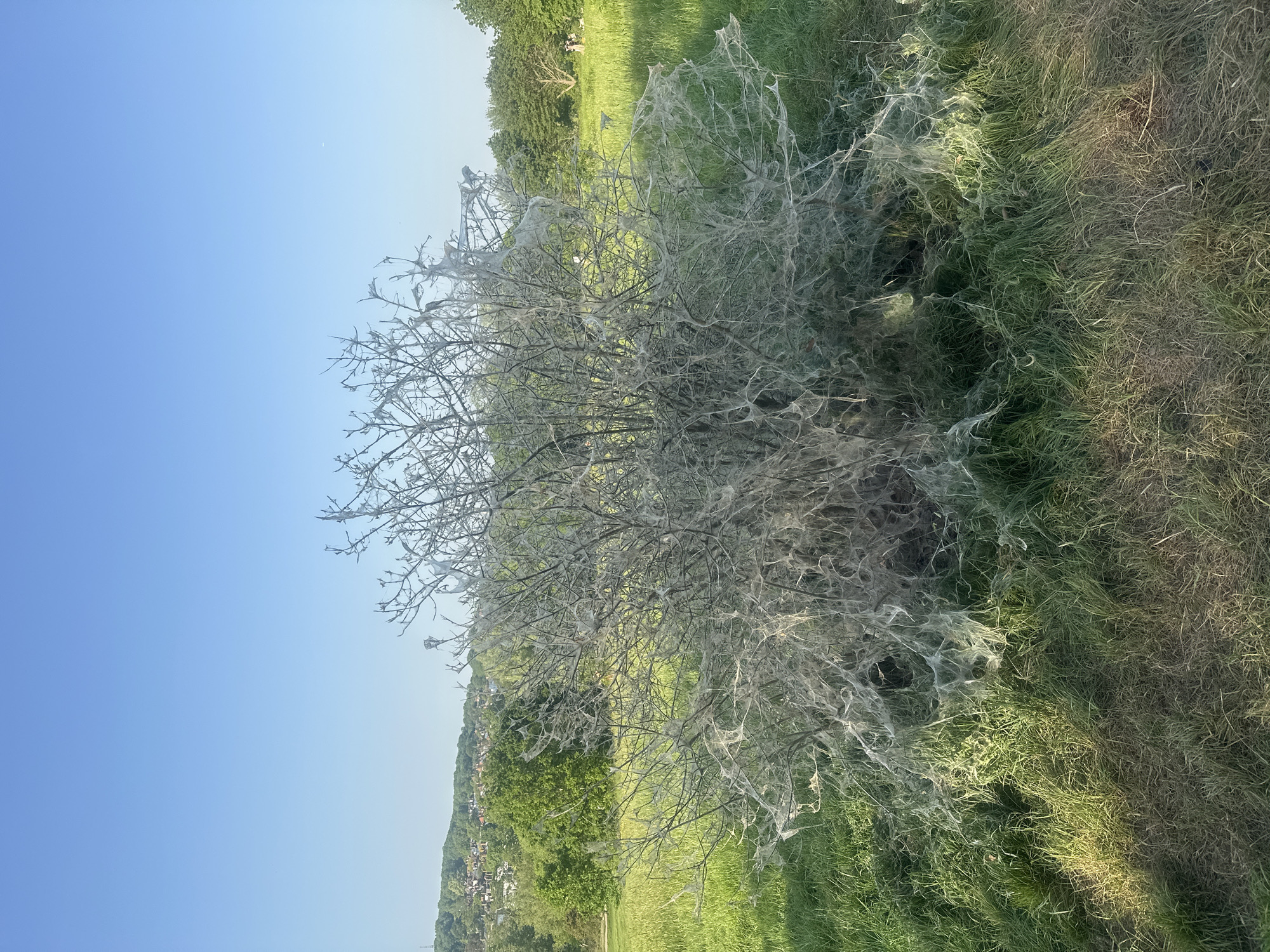 London bush completely covered in white webbing from larvae