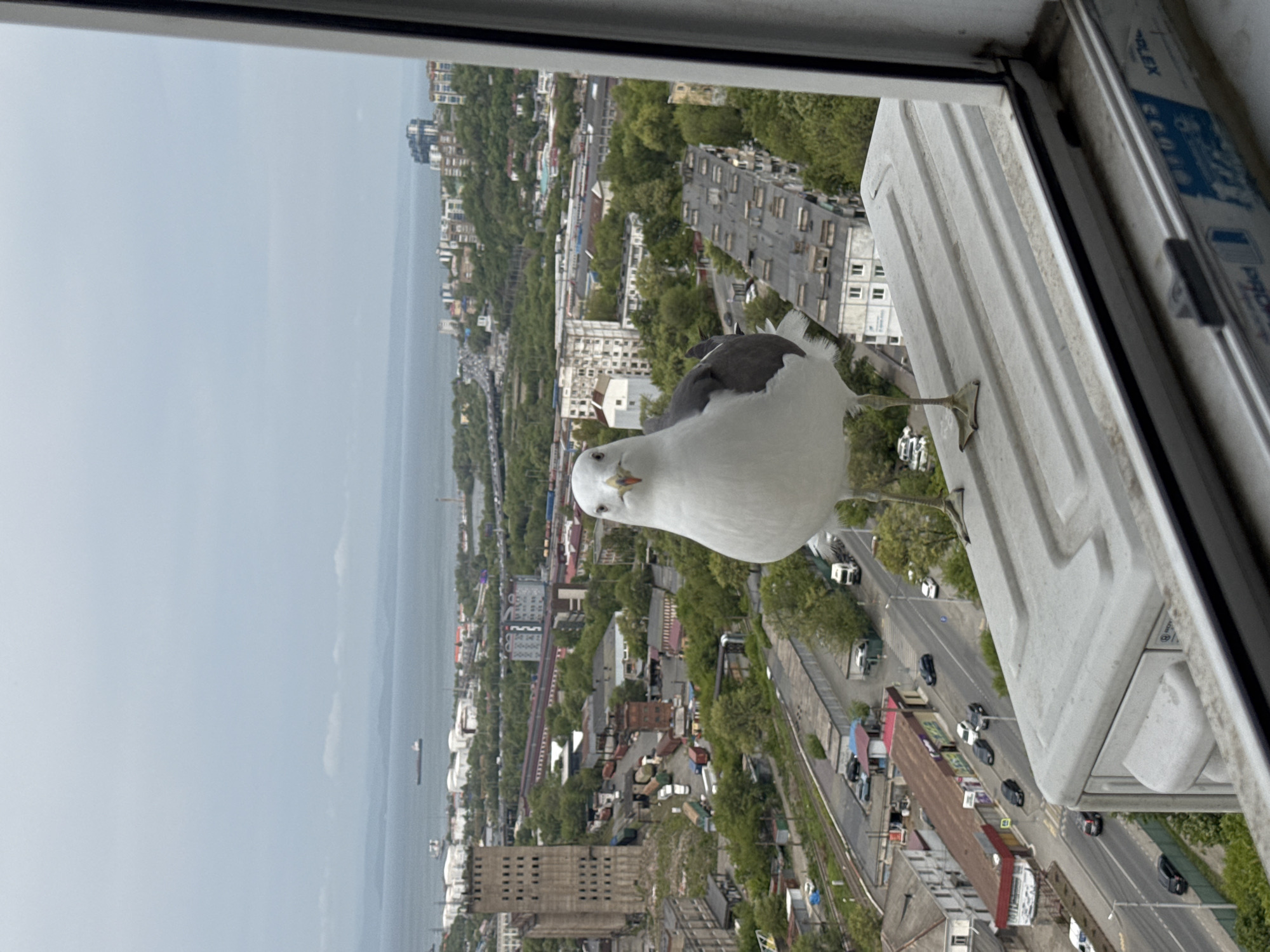 Seagull perches on Vladivostok high-rise ledge, photographed through window
