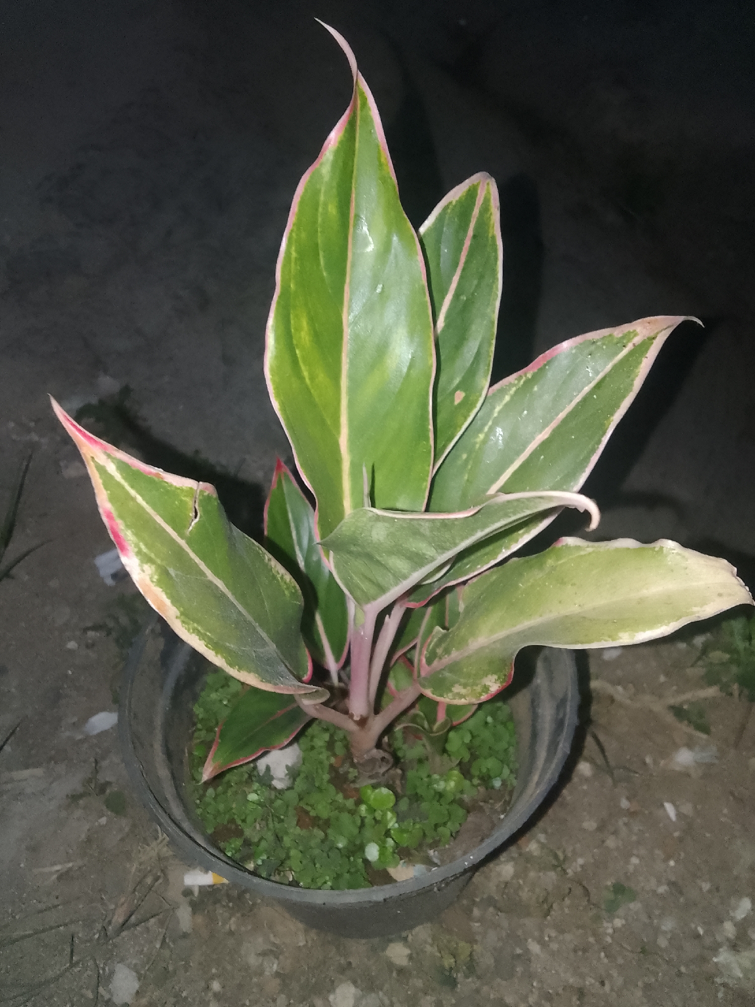 Night shots of a potted plant collection in Cisarua