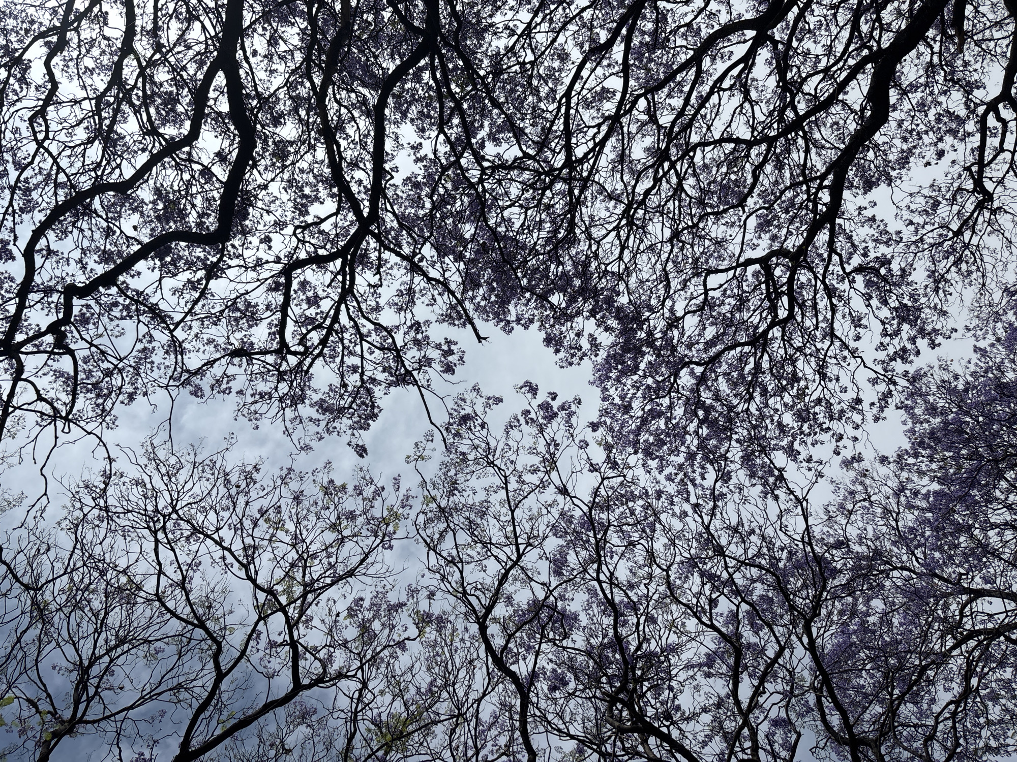 Jacaranda trees bloom beneath cloudy skies in Mexico City