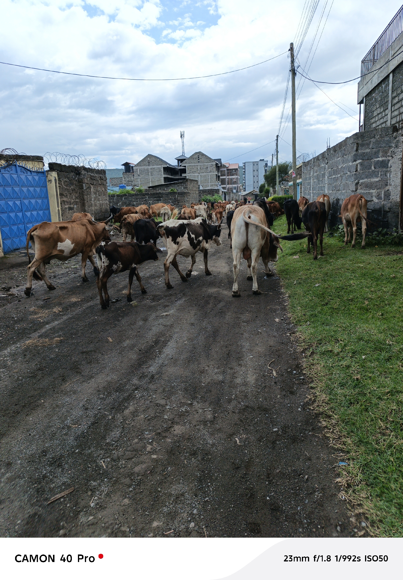 Cattle herd moves through muddy urban roads in Nakuru