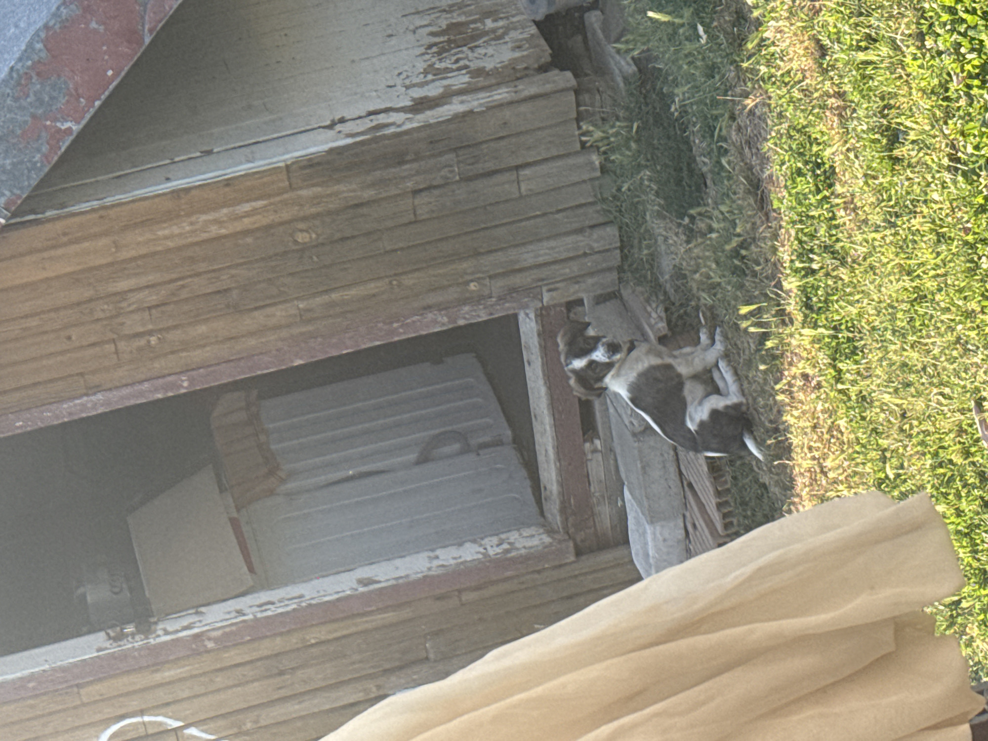 Animals and golden hour in a quiet Sredets yard