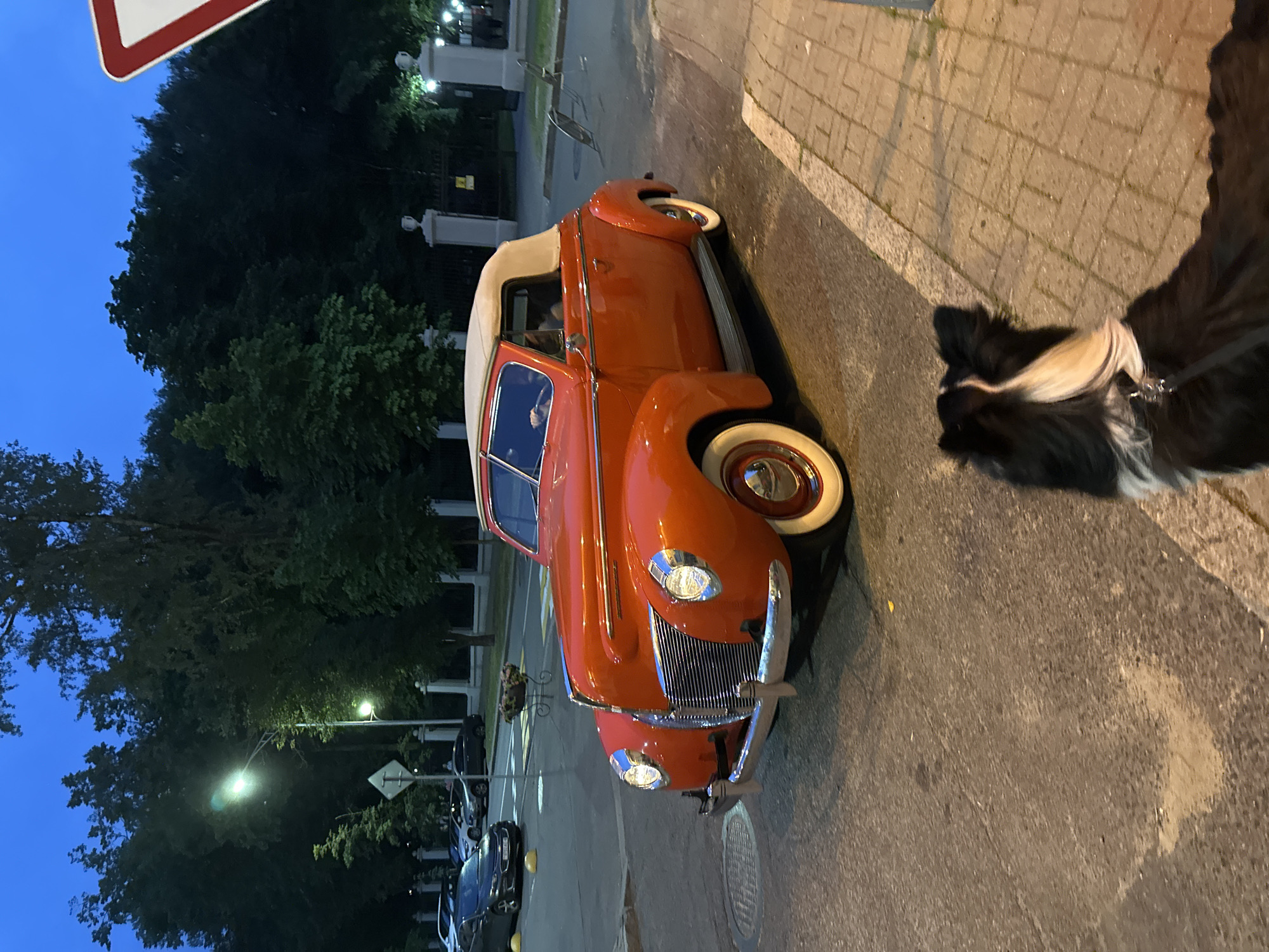 Border collie eyes a classic 1940 Ford Deluxe in Minsk