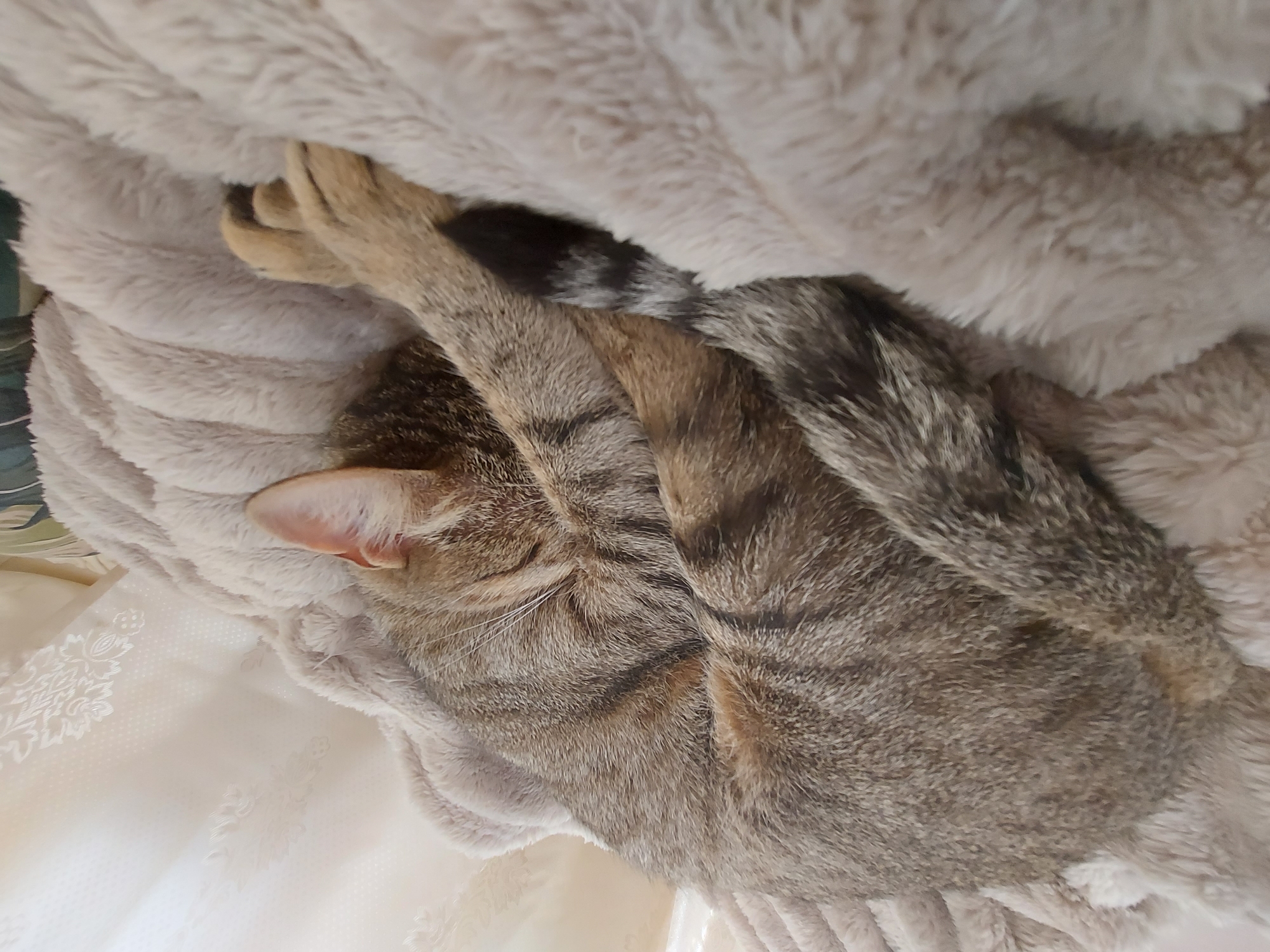 Tabby cat sleeps peacefully on blanket in Shumen home