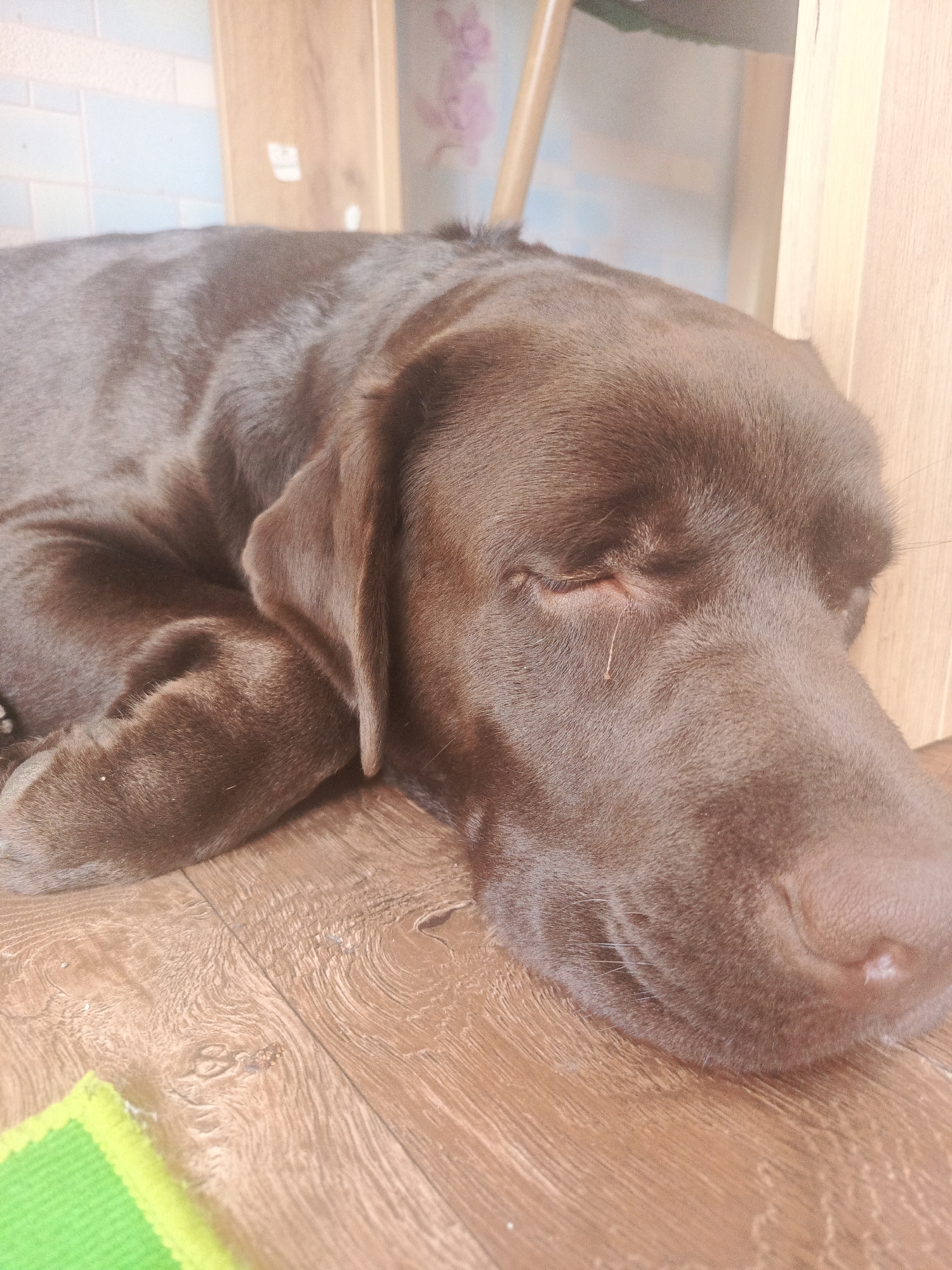 Chocolate Lab fully committed to a nap on hardwood floors