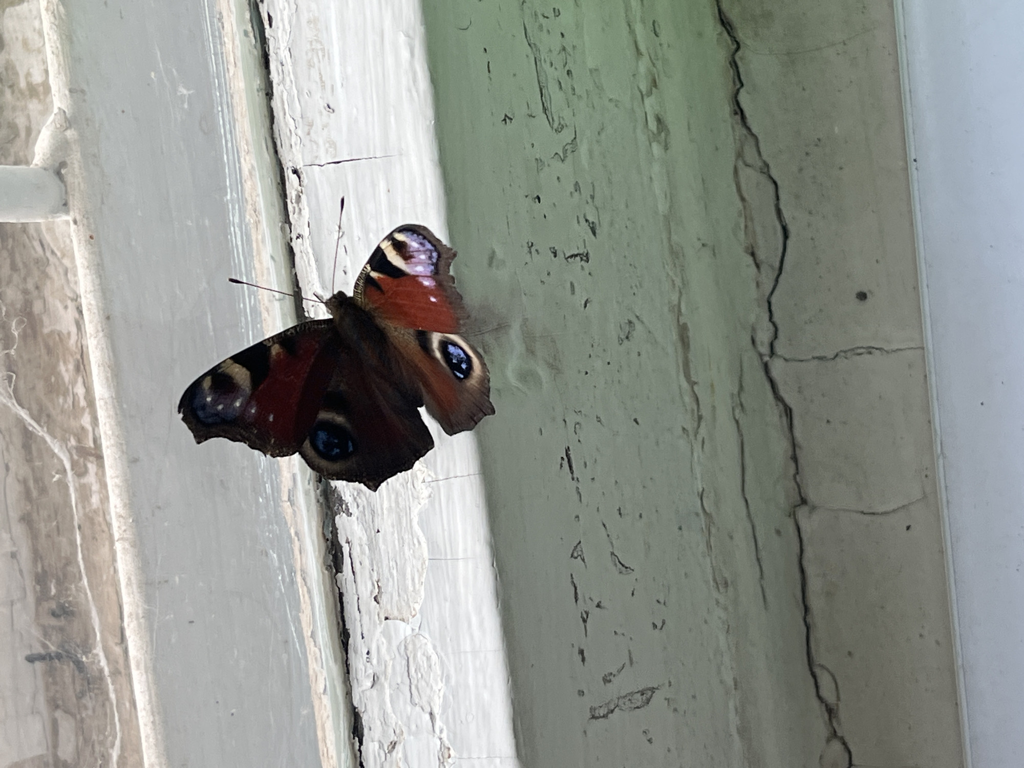 Peacock butterfly spotted on weathered window frames in Votkinsk