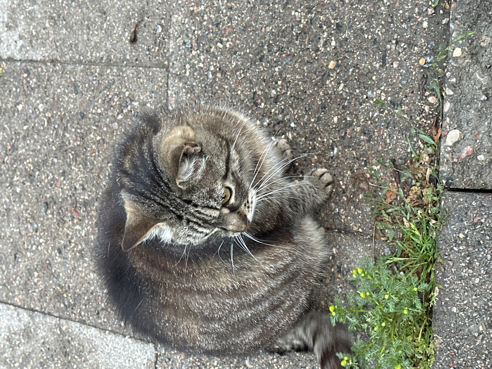 Tabby cat on Vilnius cobblestones, roses glistening after rain