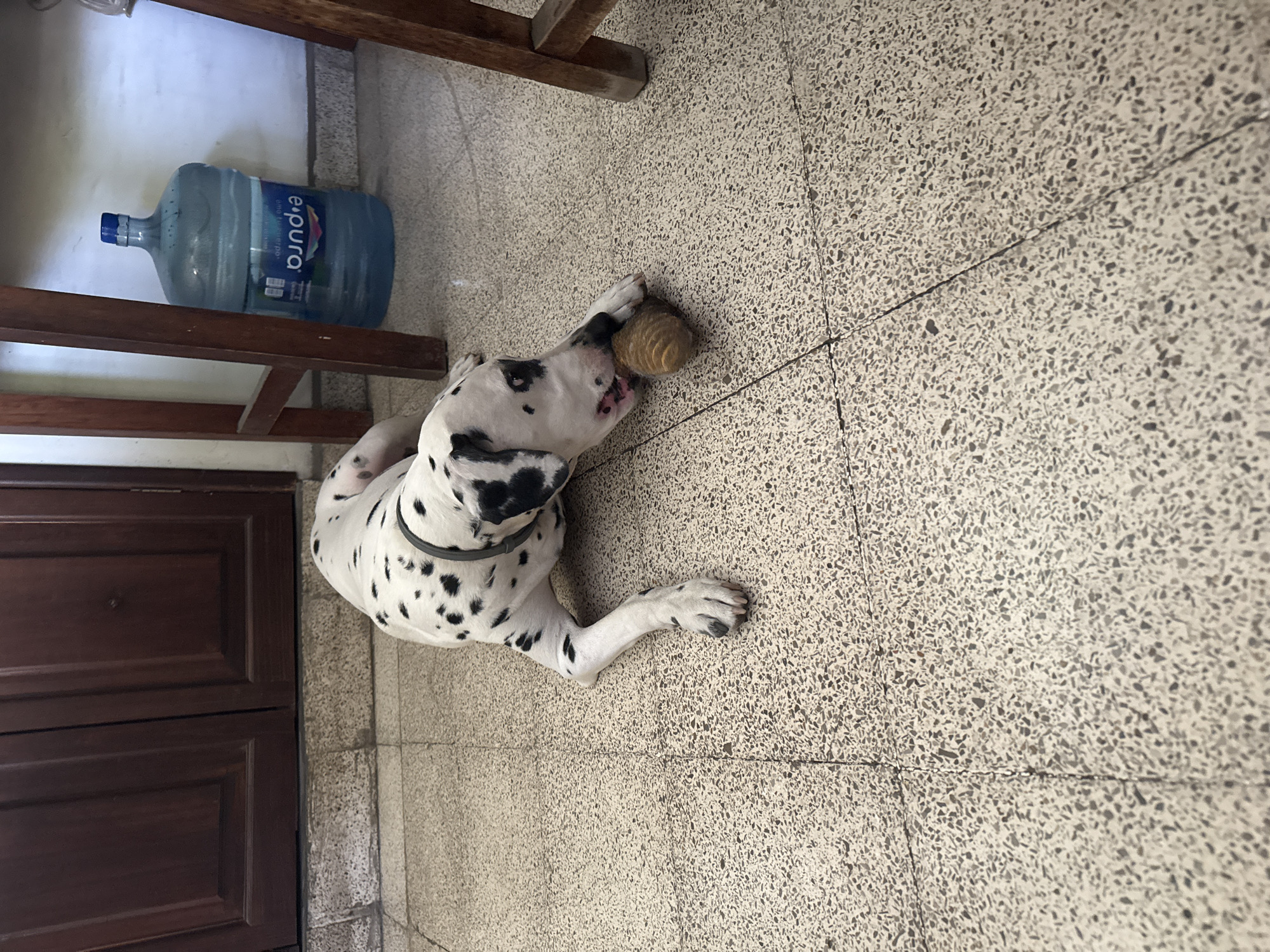 Dalmatian with ball rests on tiled floor in Xochitepec