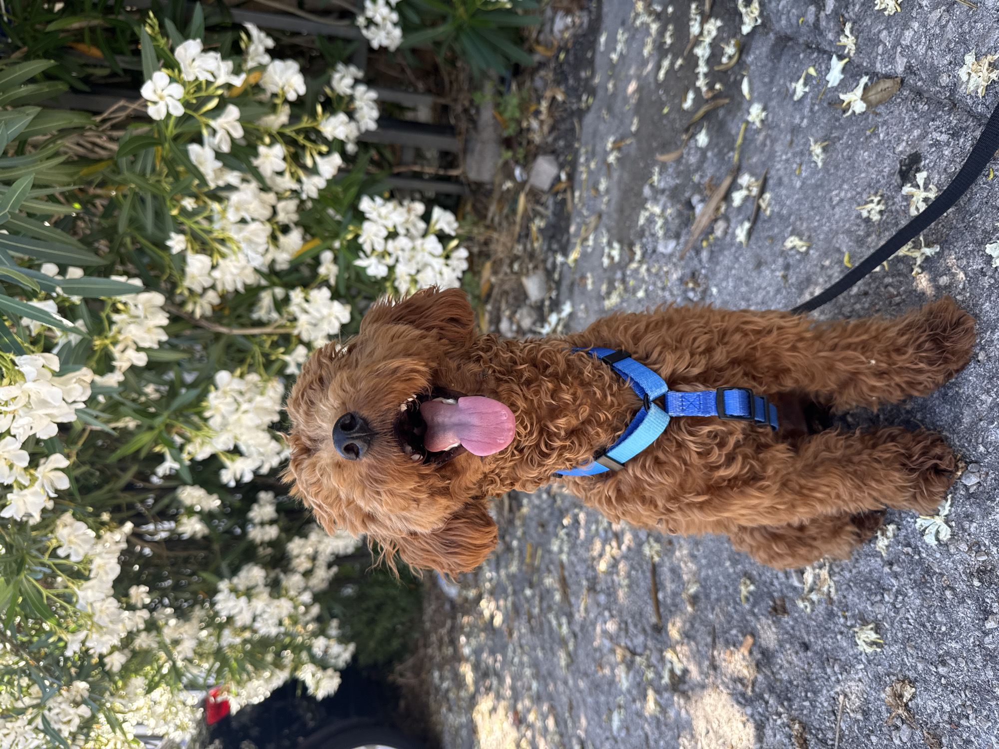 Brown curly dog spotted resting on pavement in Sutomore