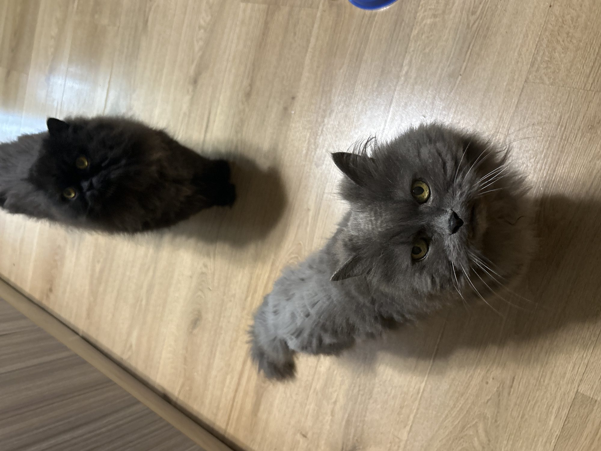 Two long-haired cats spotted indoors in Sofia, Bulgaria