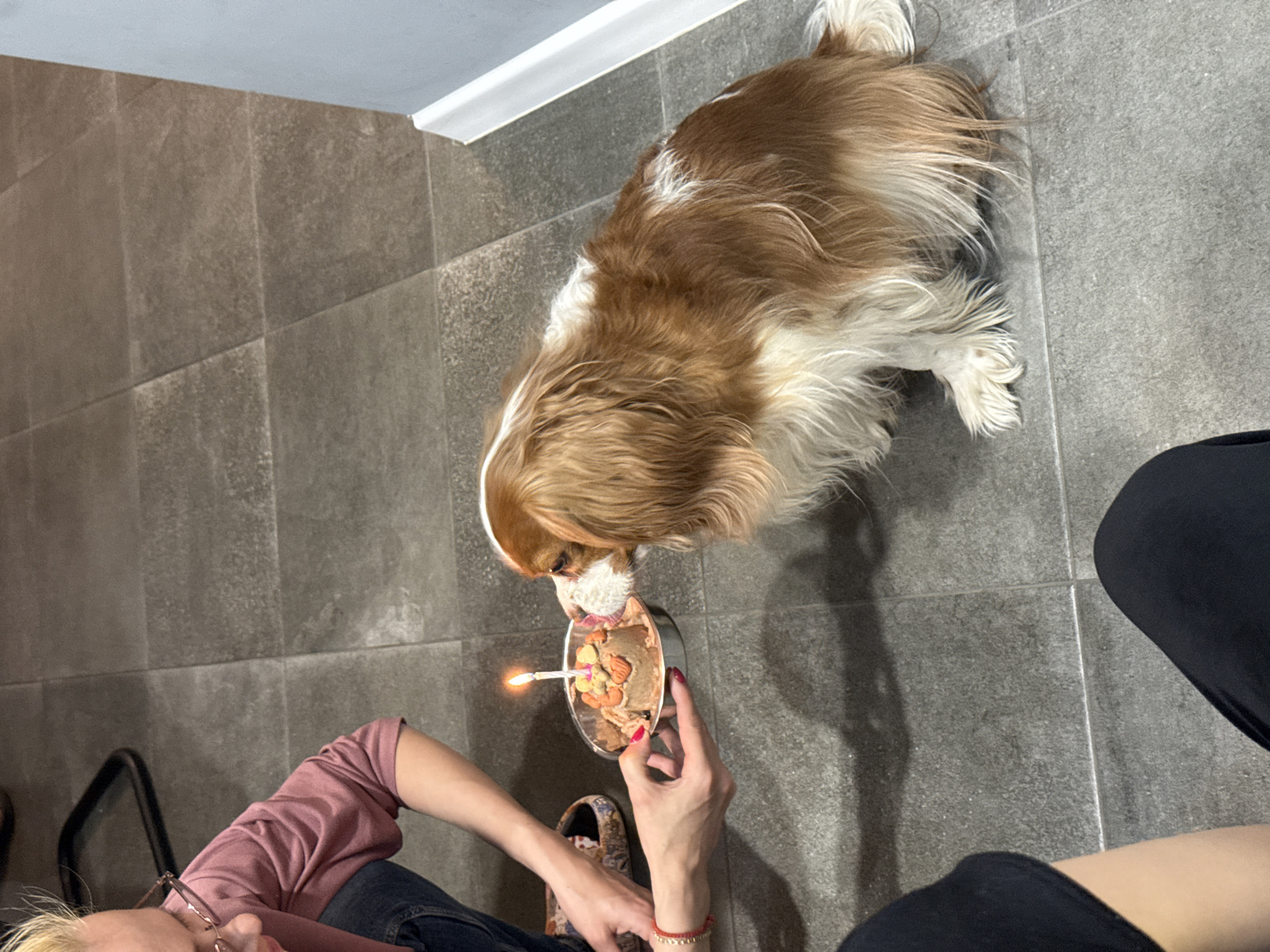 Dog celebrates birthday with candle in food bowl in Sofia