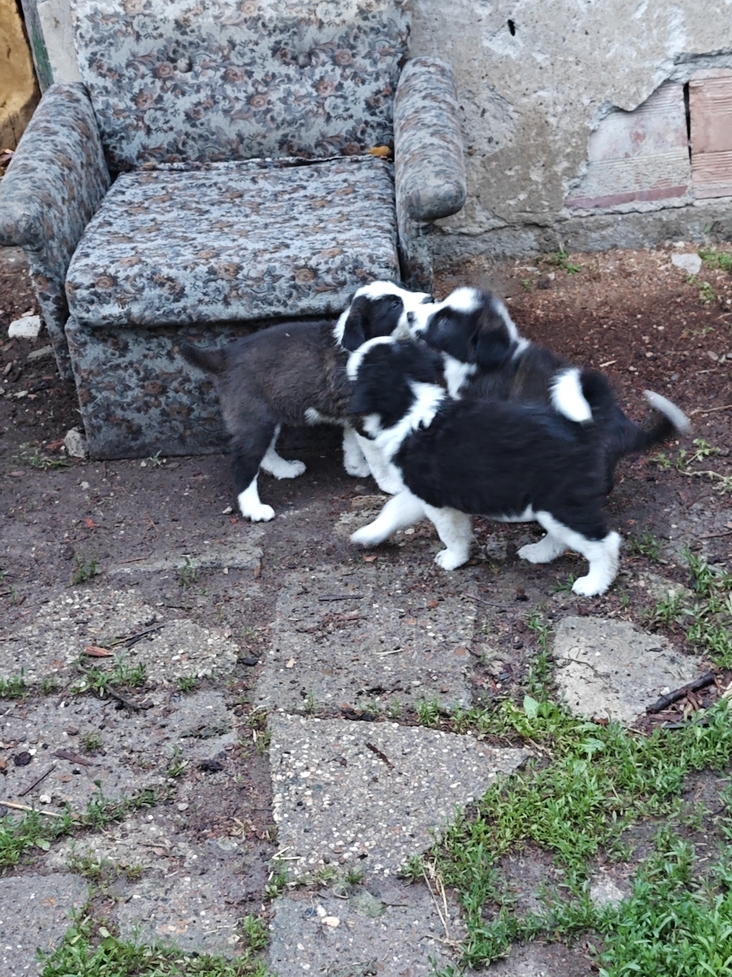Puppies spotted playing in outdoor areas of Dabovan, Bulgaria