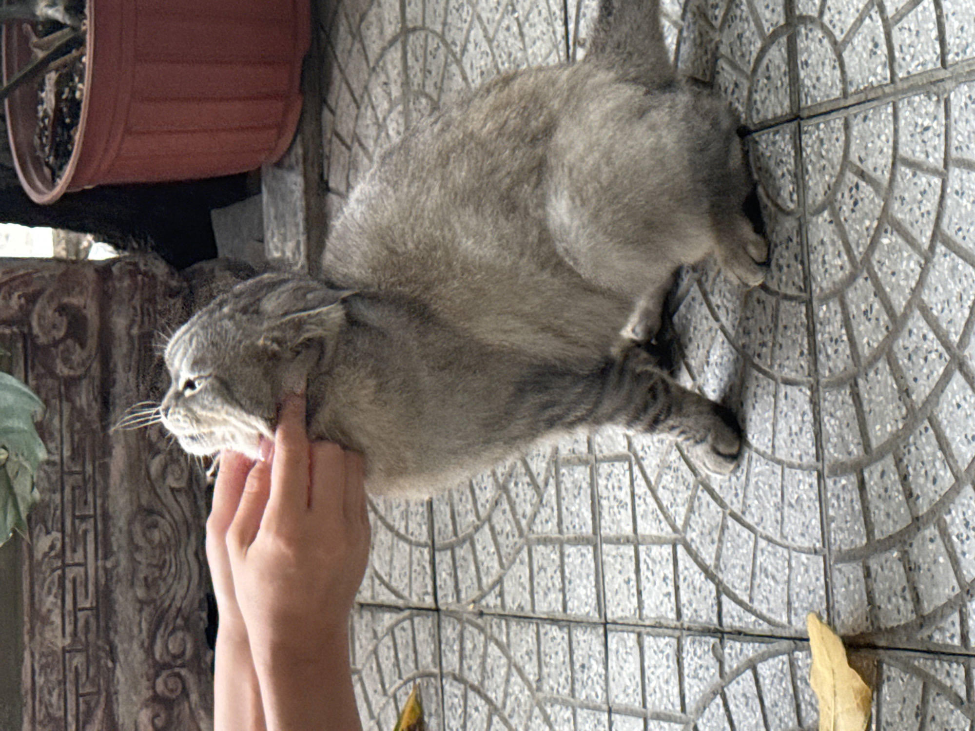 Grey cat receives affection in outdoor Đà Nẵng scene