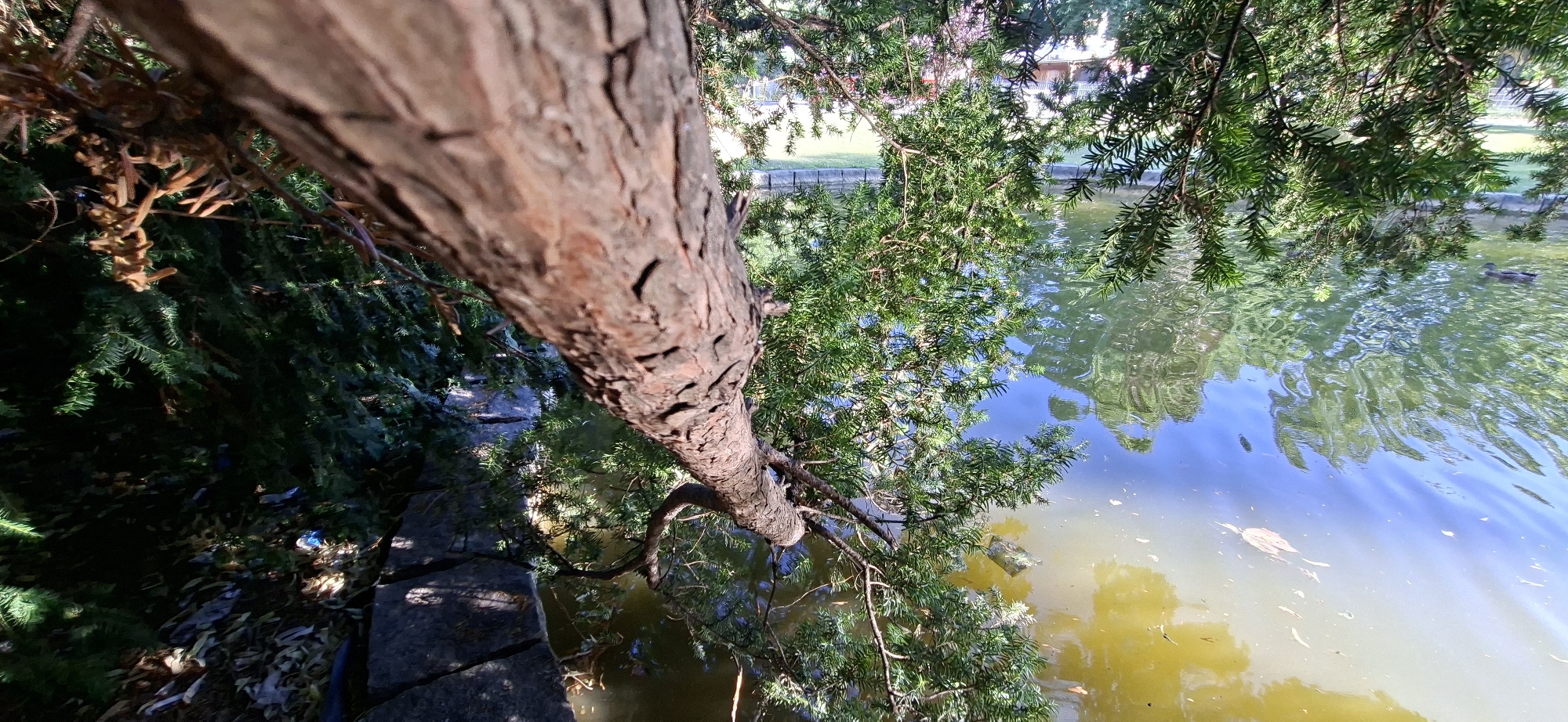 Ducks on a Graz pond, trees, and a tabby cat indoors.