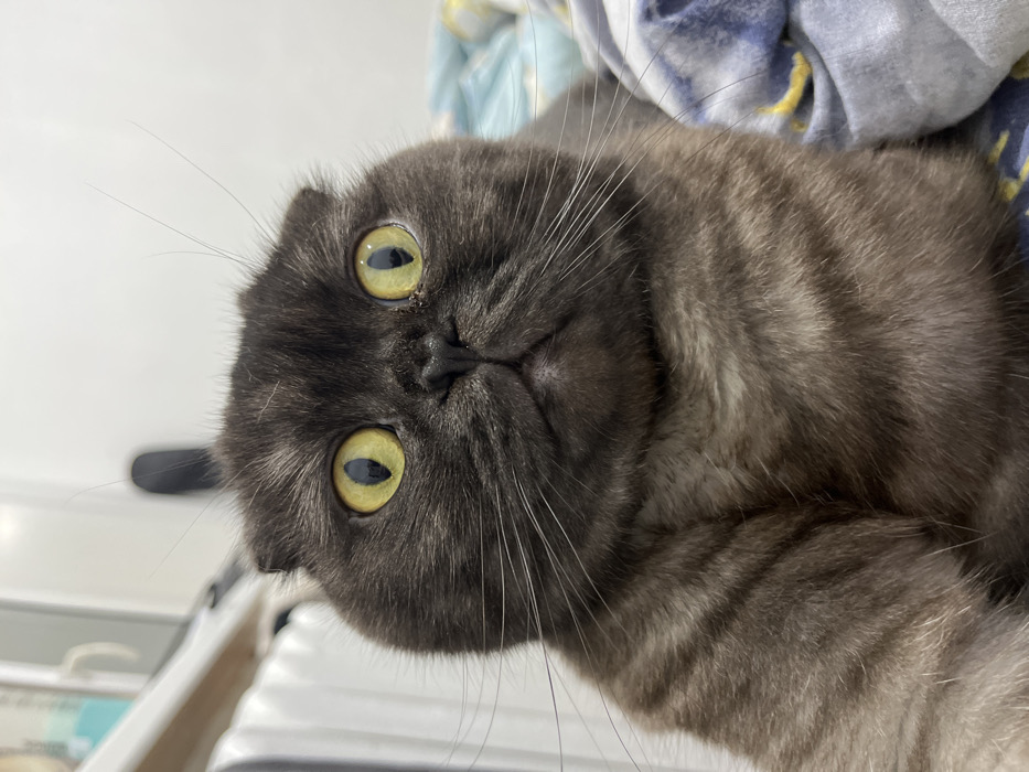 Woman and Scottish Fold cat documented in domestic evening moments