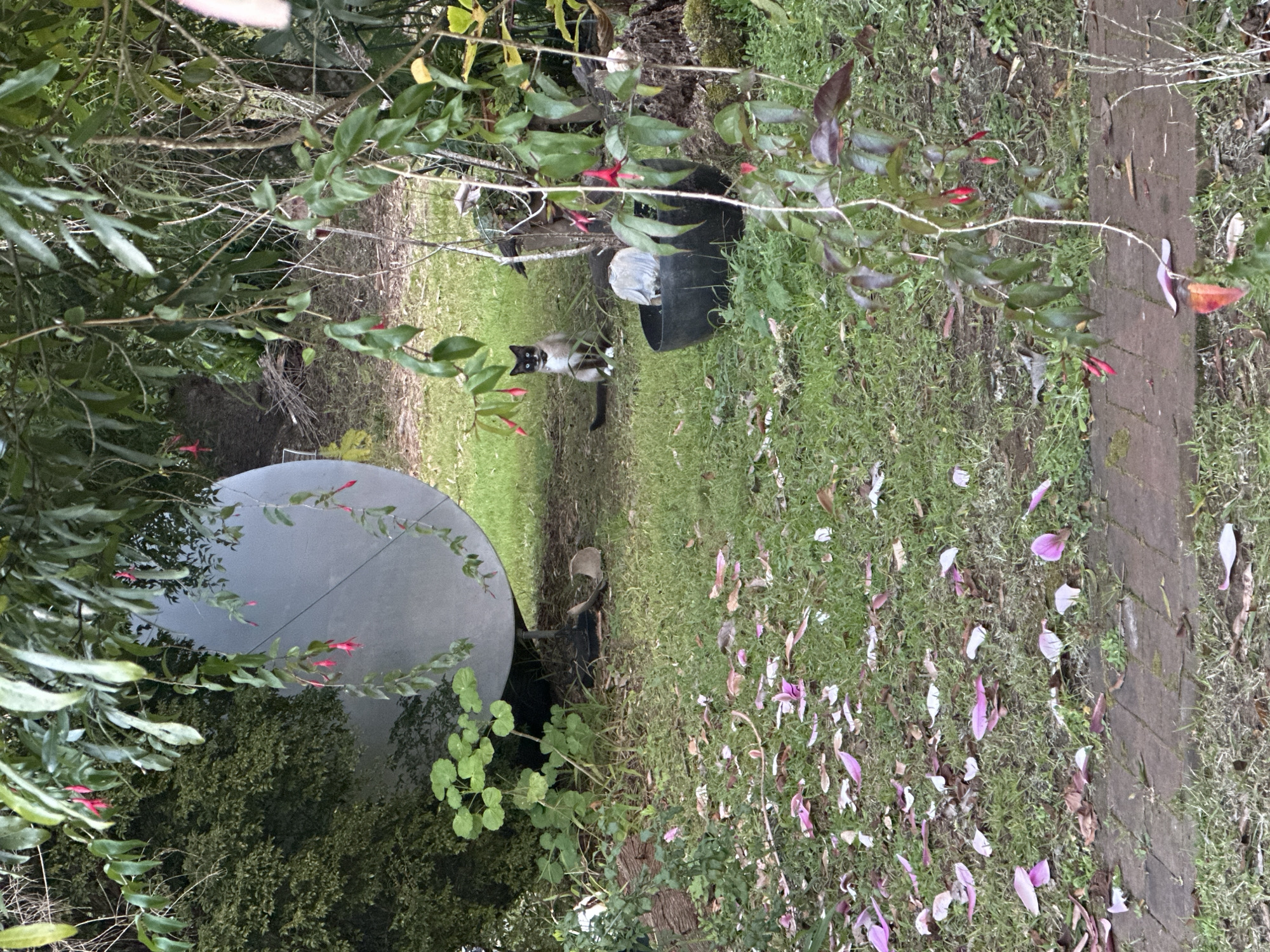 Cats roam a rural Thora property on a slow August morning