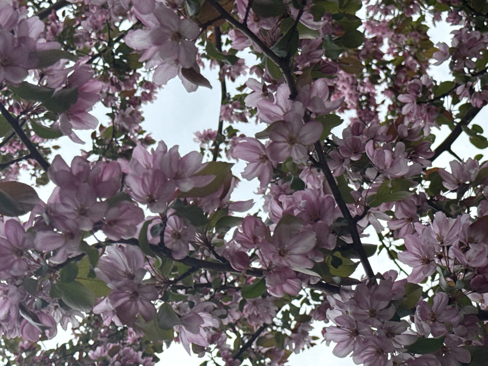 Spring blossoms and street-level moments documented in Krasnoyarsk