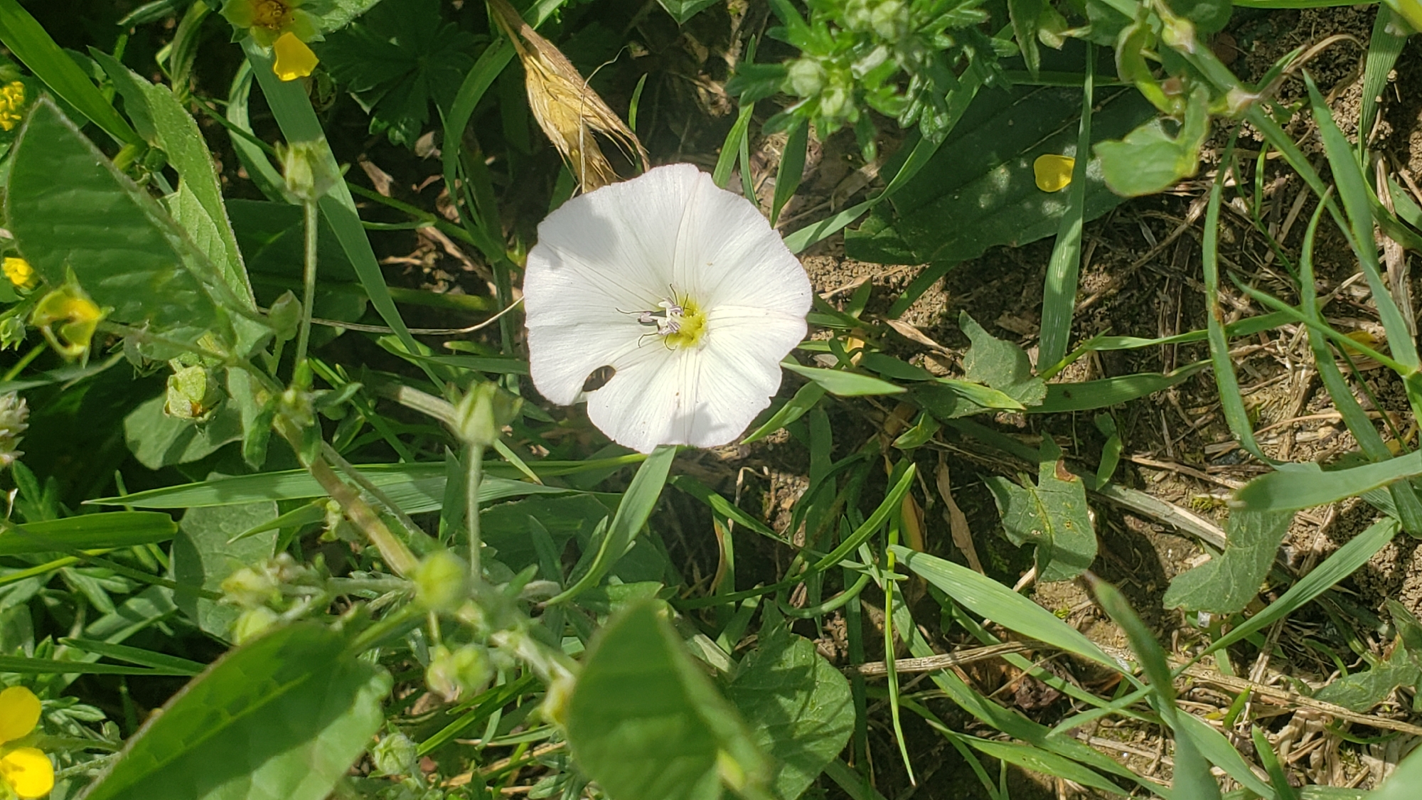 Morning scenes captured around Prešov: flowers, pedestrians, truck traffic