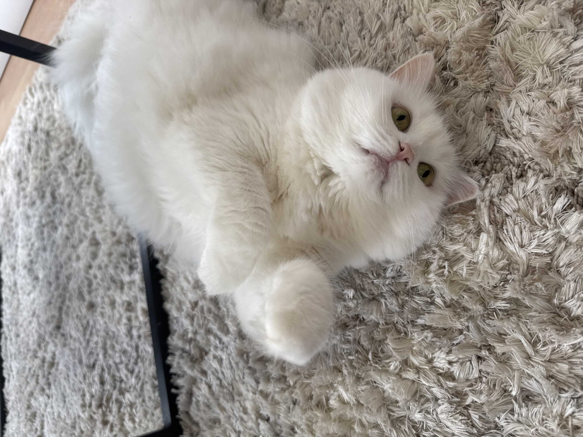 White cat observed in domestic scene with furniture, container