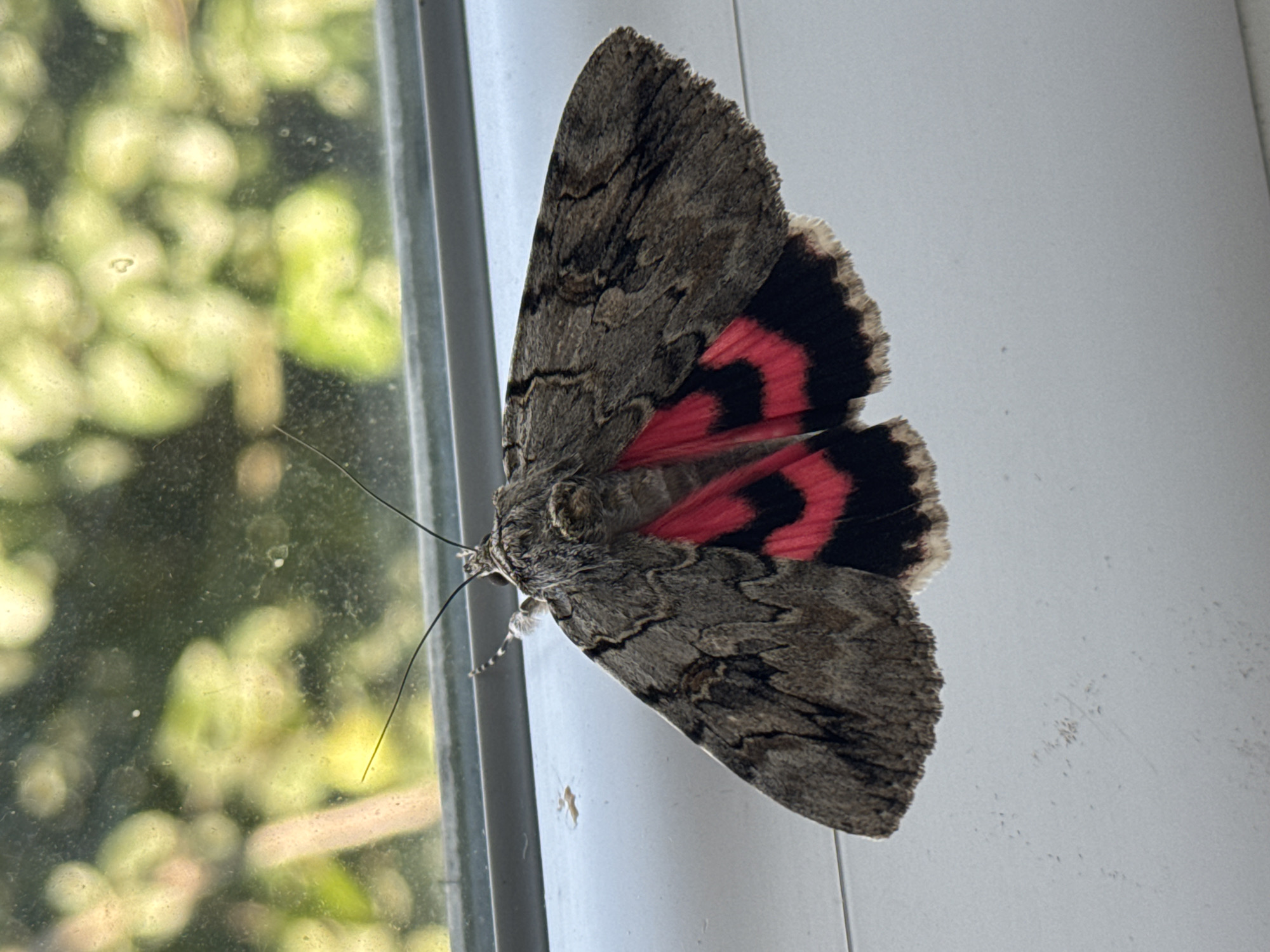 Patterned moth rests on a windowsill before flying off