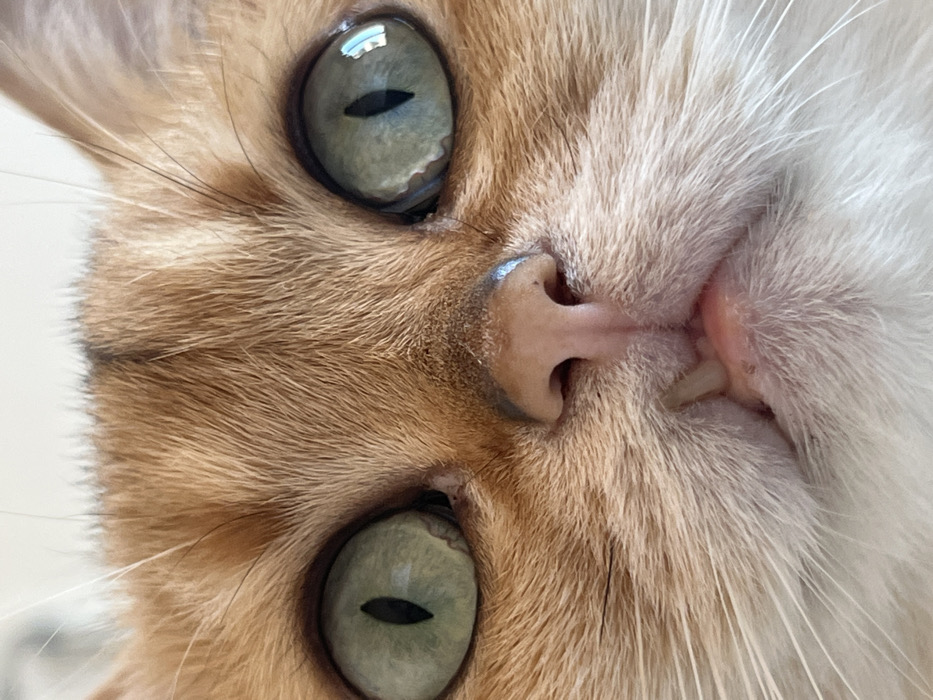 Calico cat photographed in close-up portrait, Montenegro