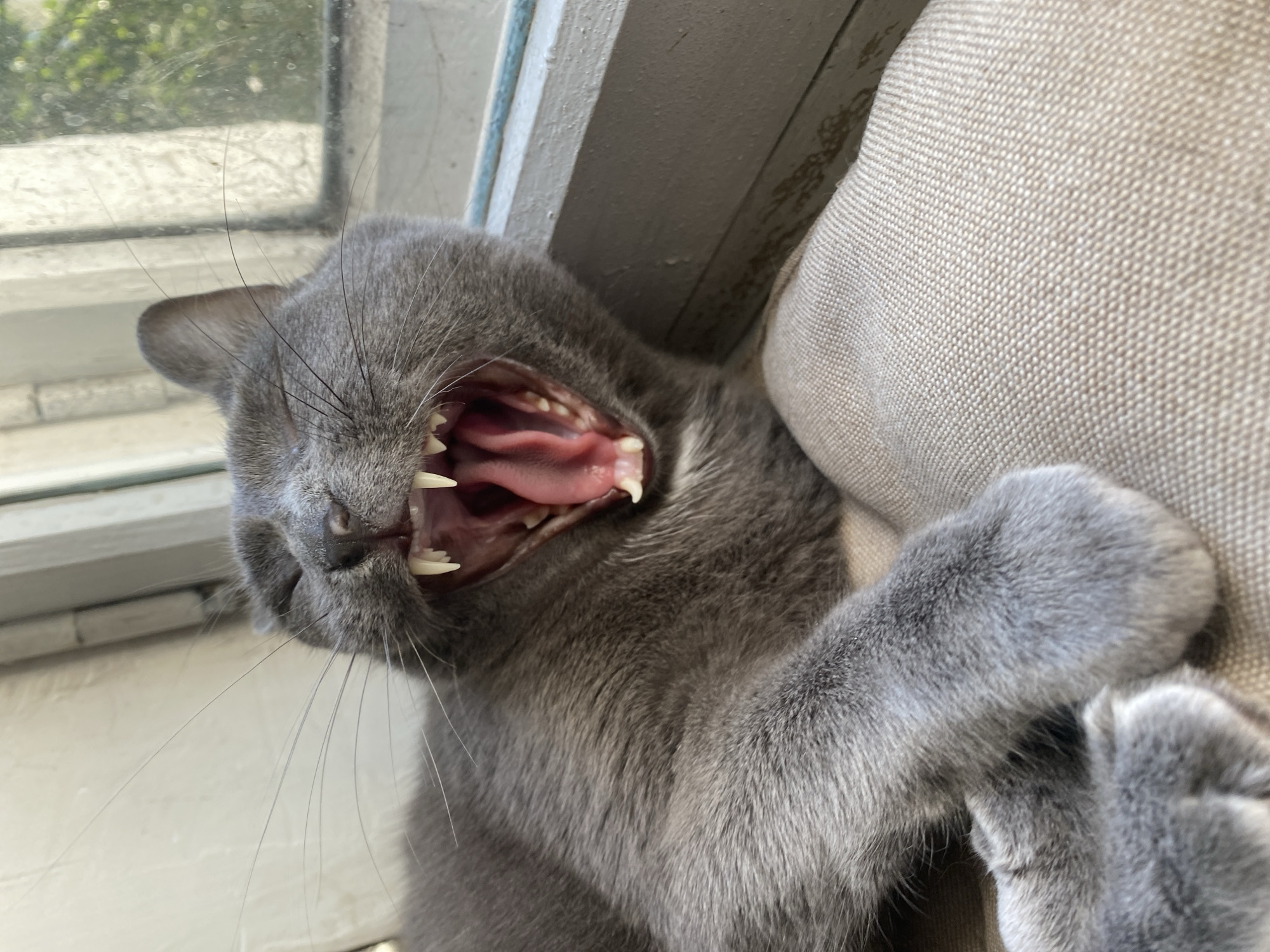 Cats doing cat things on sunny windowsills