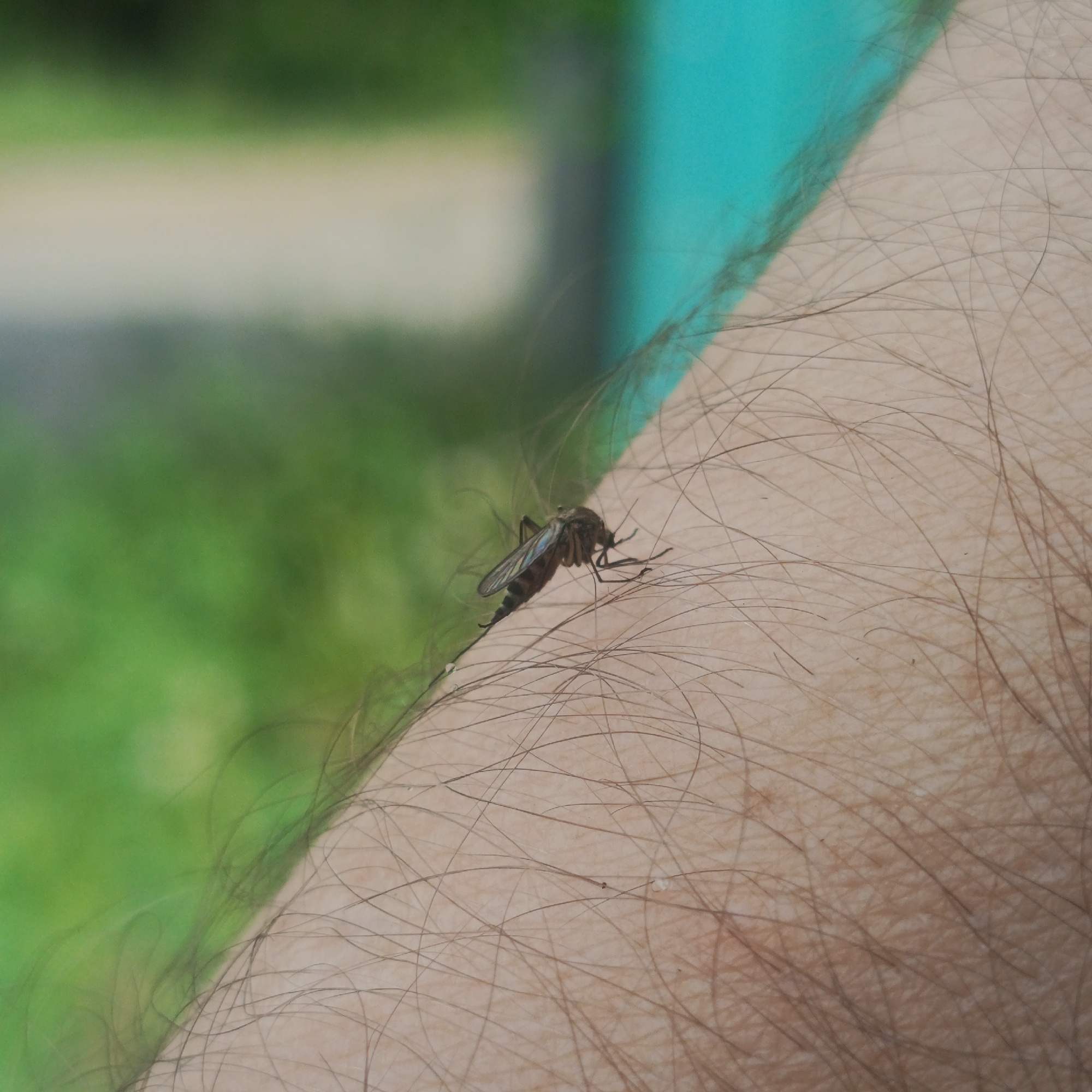 Mosquito spotted on human arm in outdoor setting