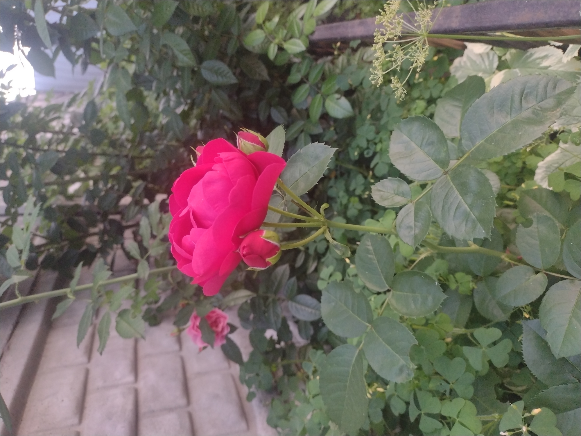 Dogs and roses on a quiet afternoon in rural Ukraine